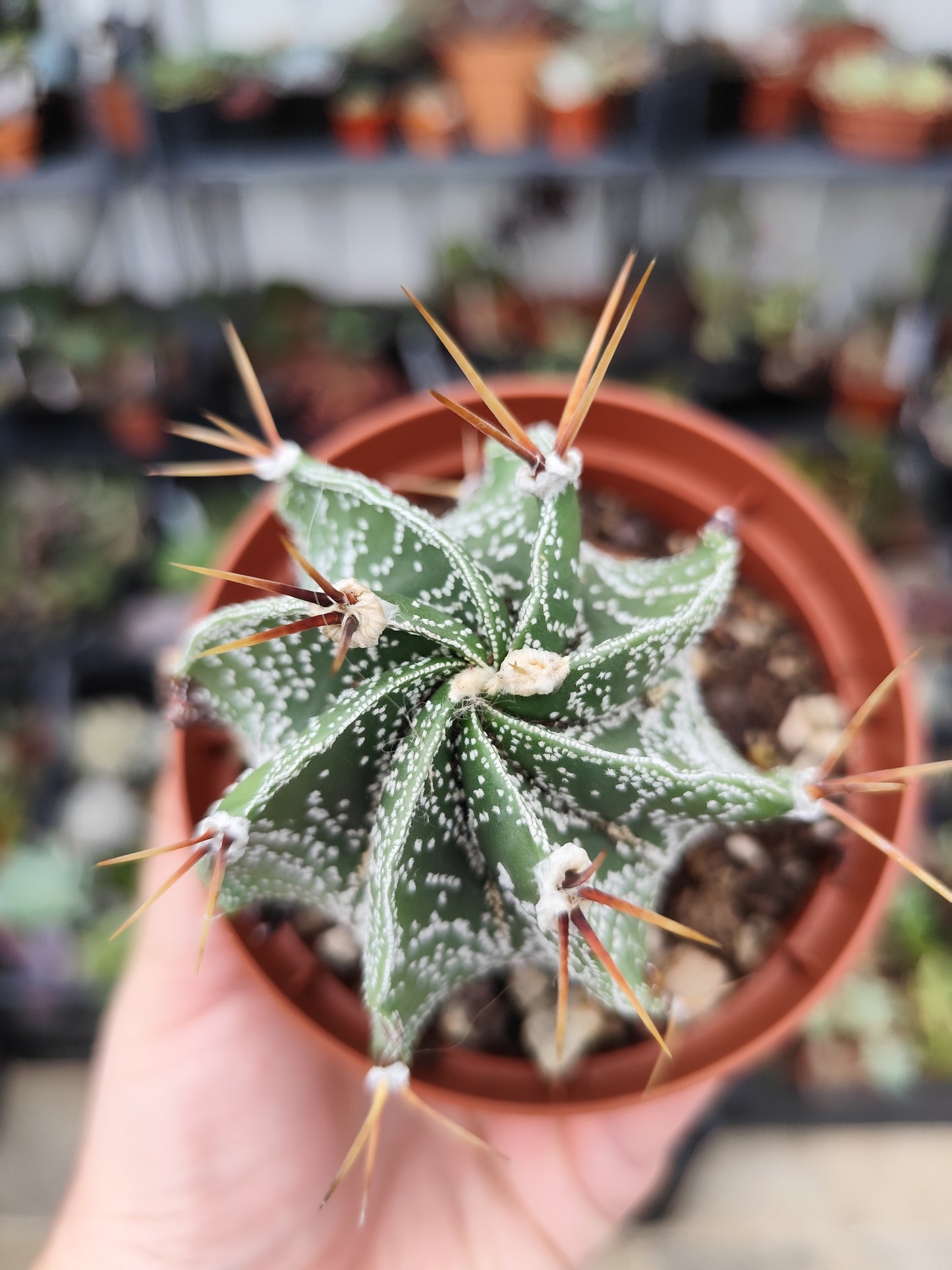 Astrophytum ornatum