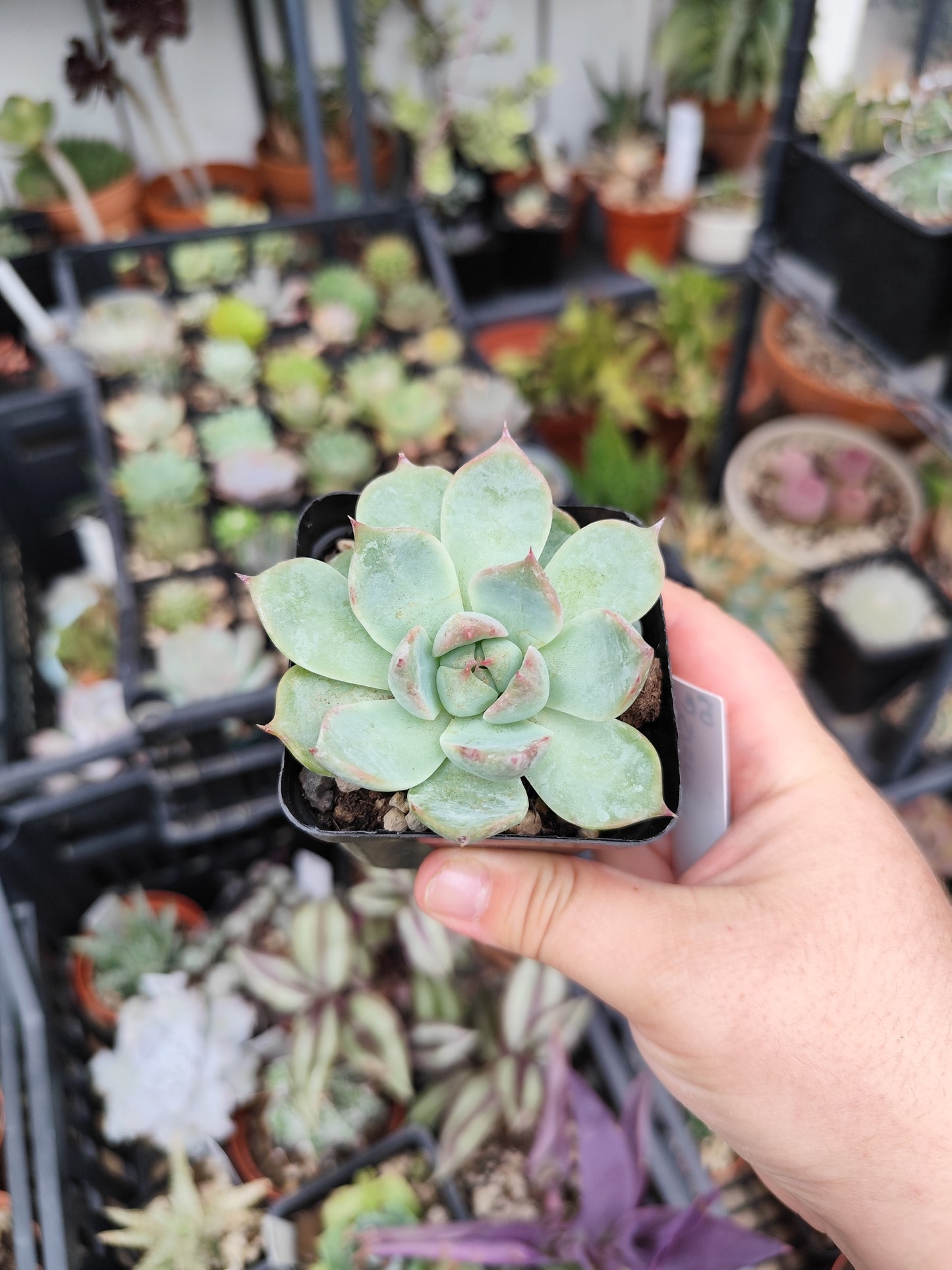 Echeveria chihuahuaensi