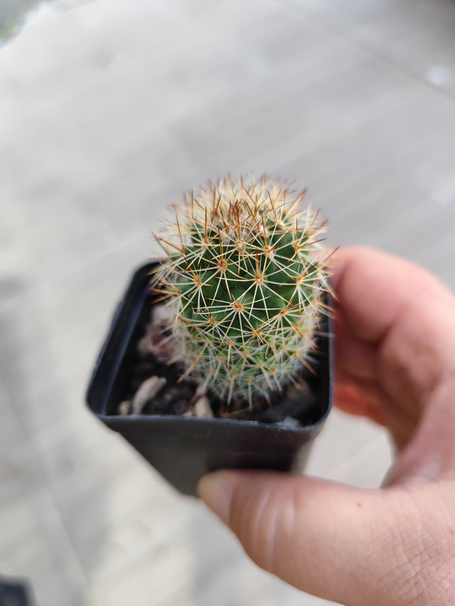 Mammillaria sp