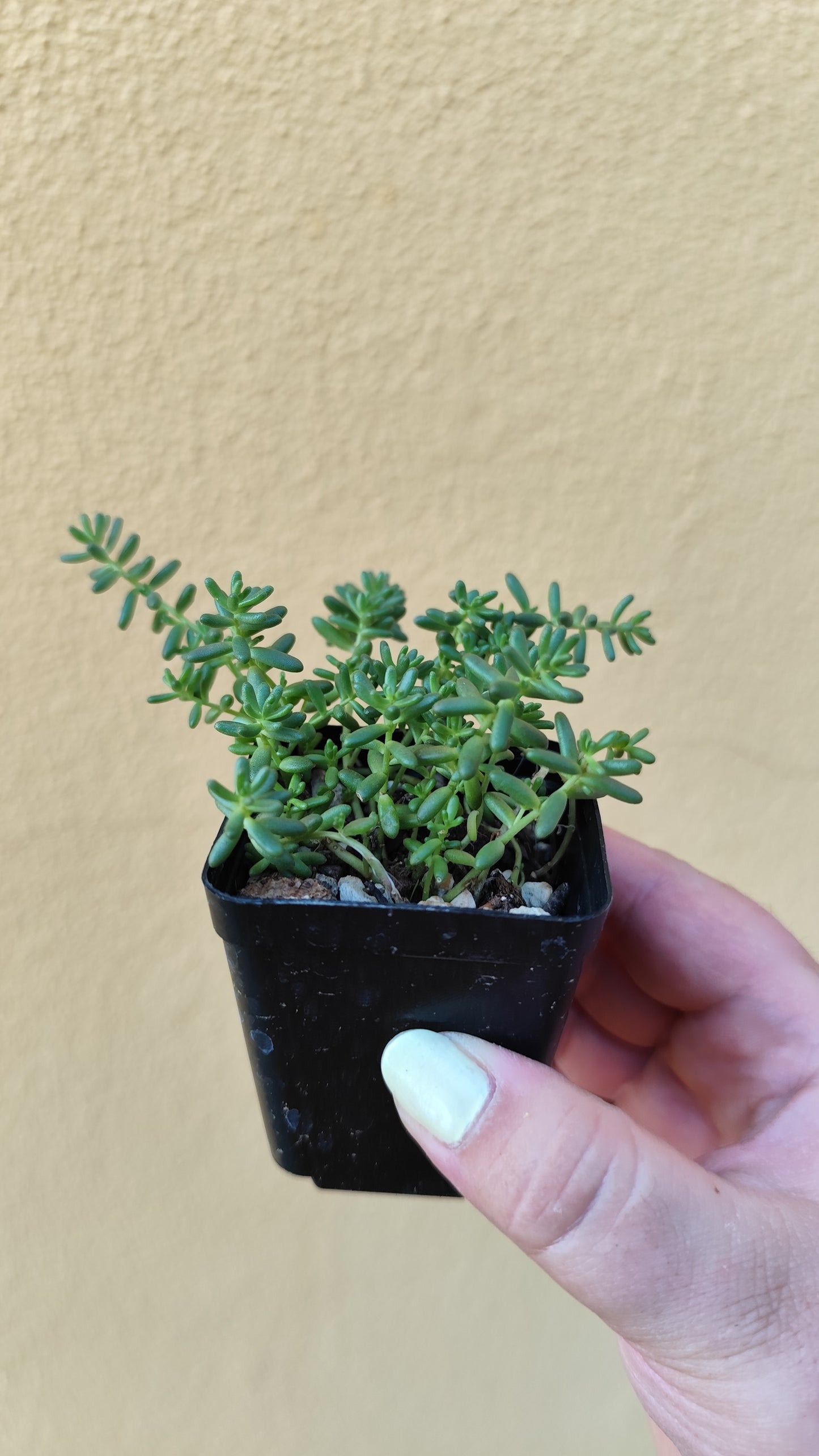 Sedum album