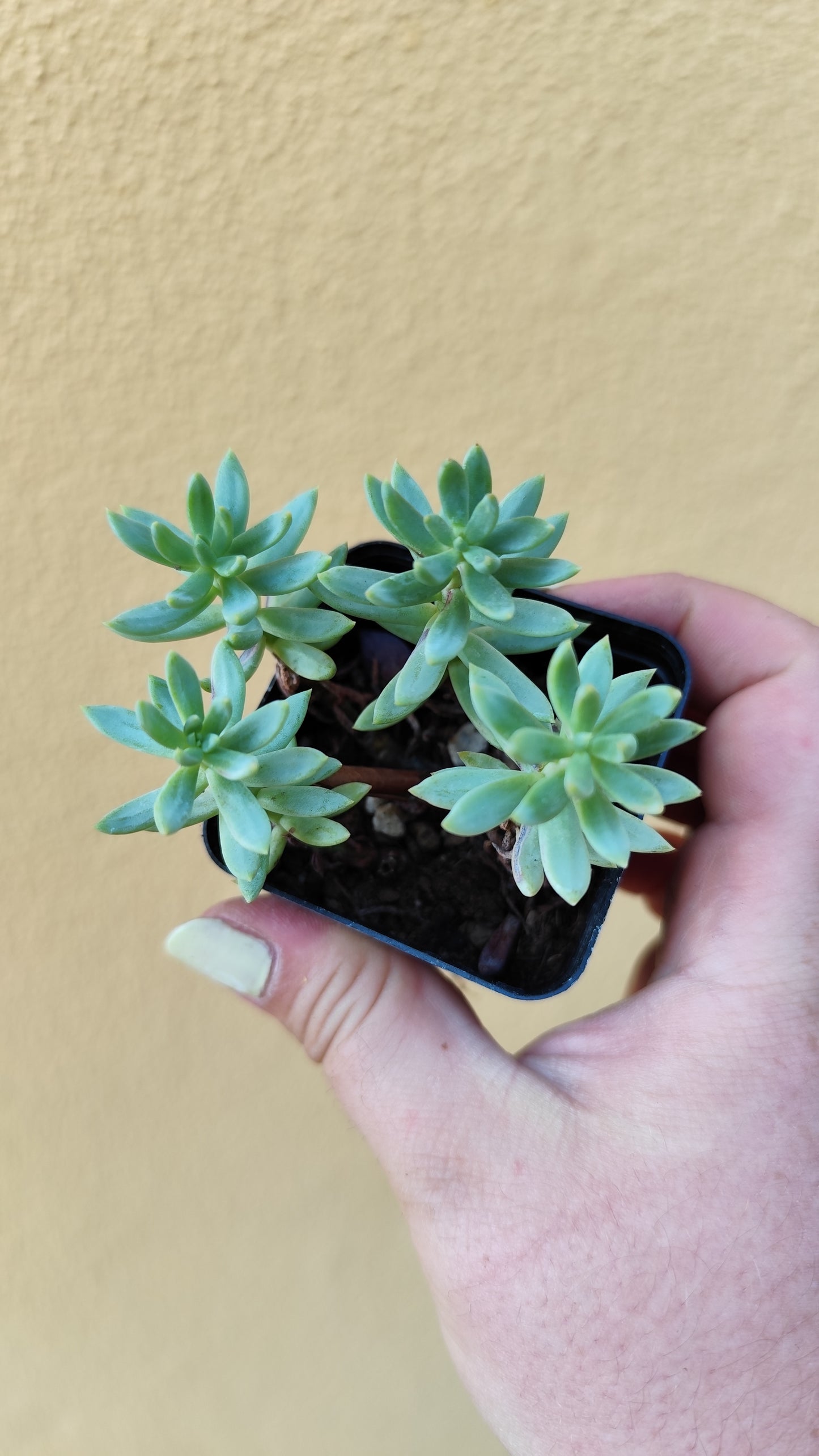 Sedum blue spruce