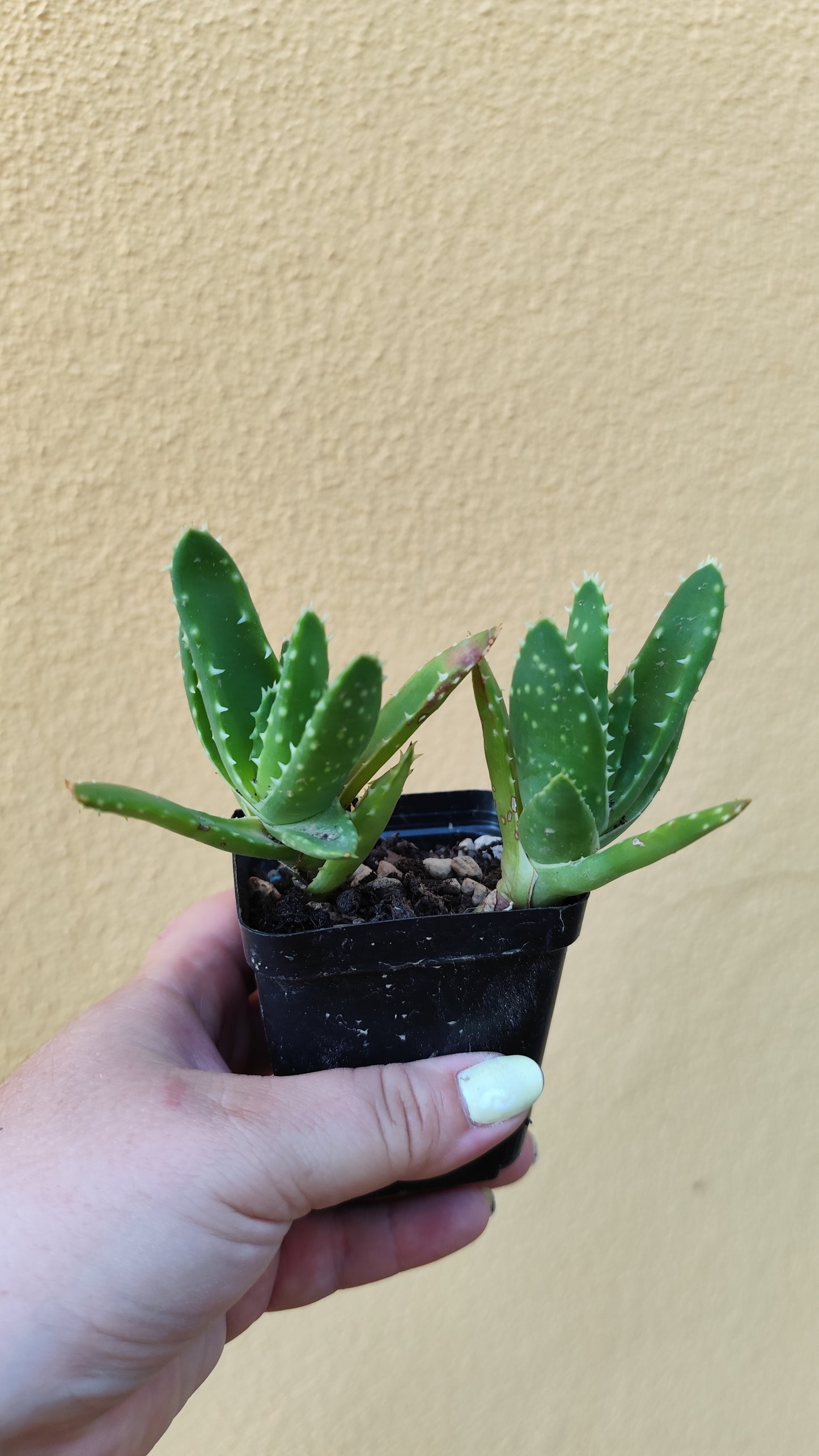 Aloe mitriformis