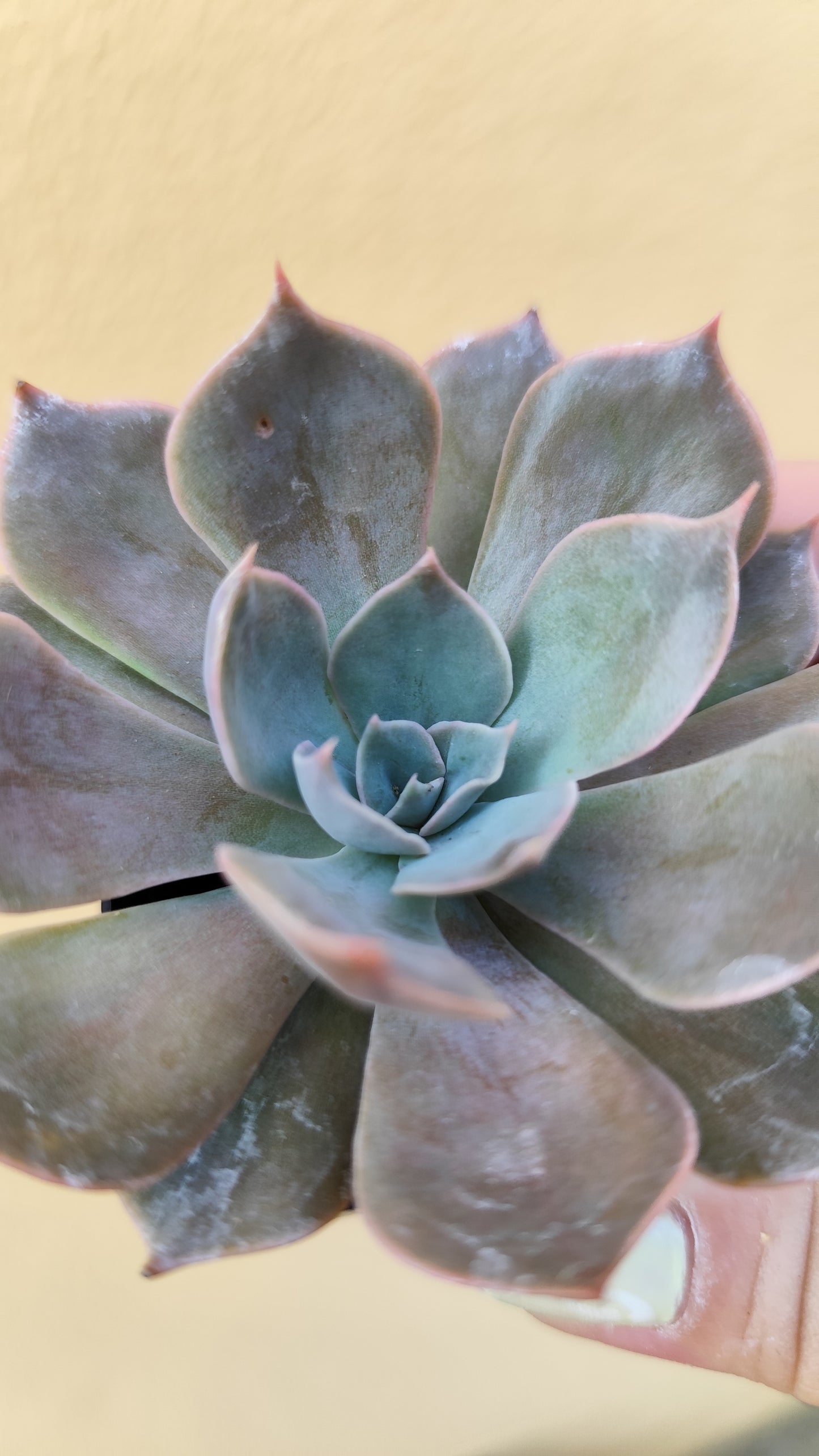 Echeveria sp