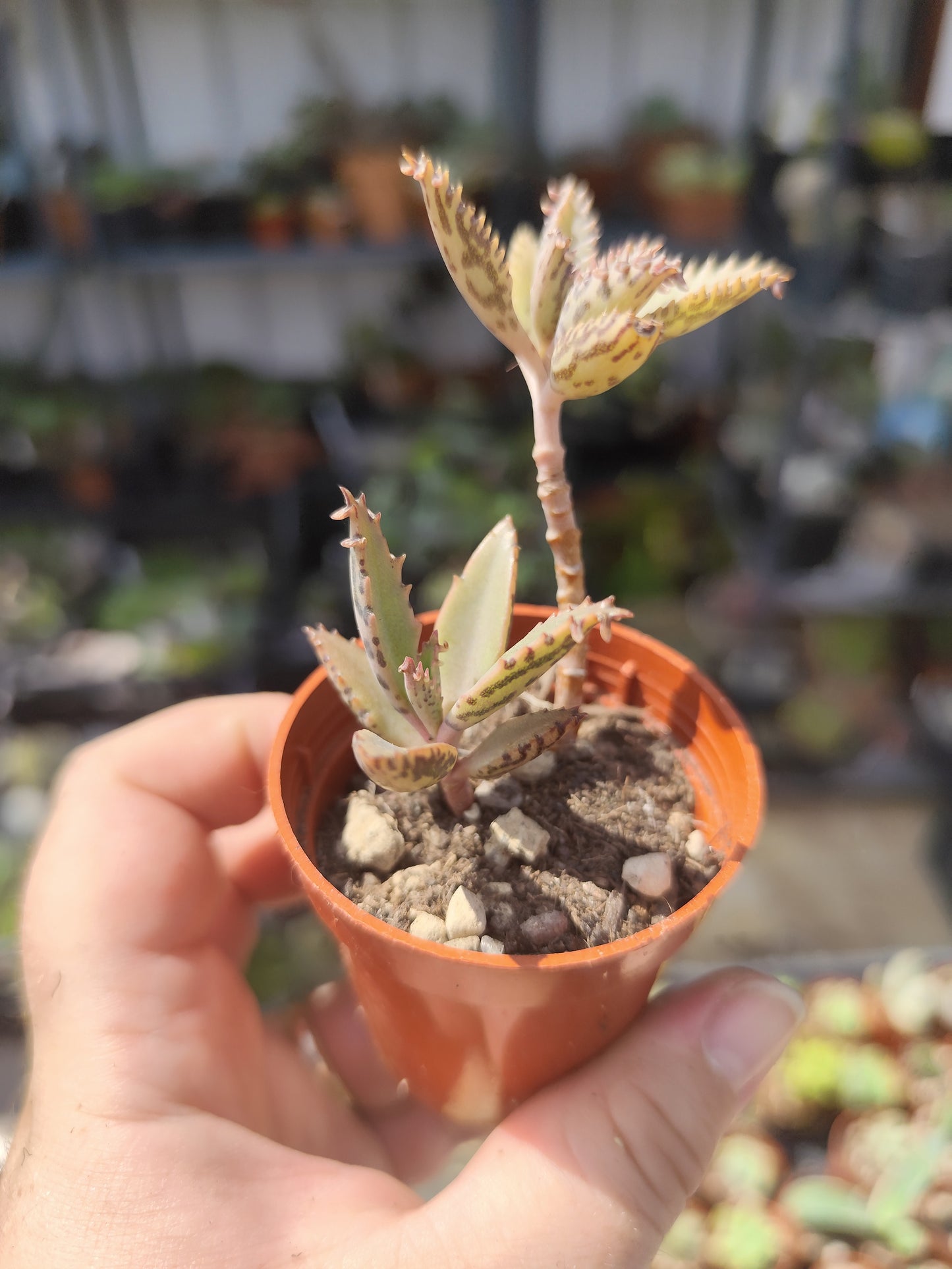 Kalanchoe daigremontiana