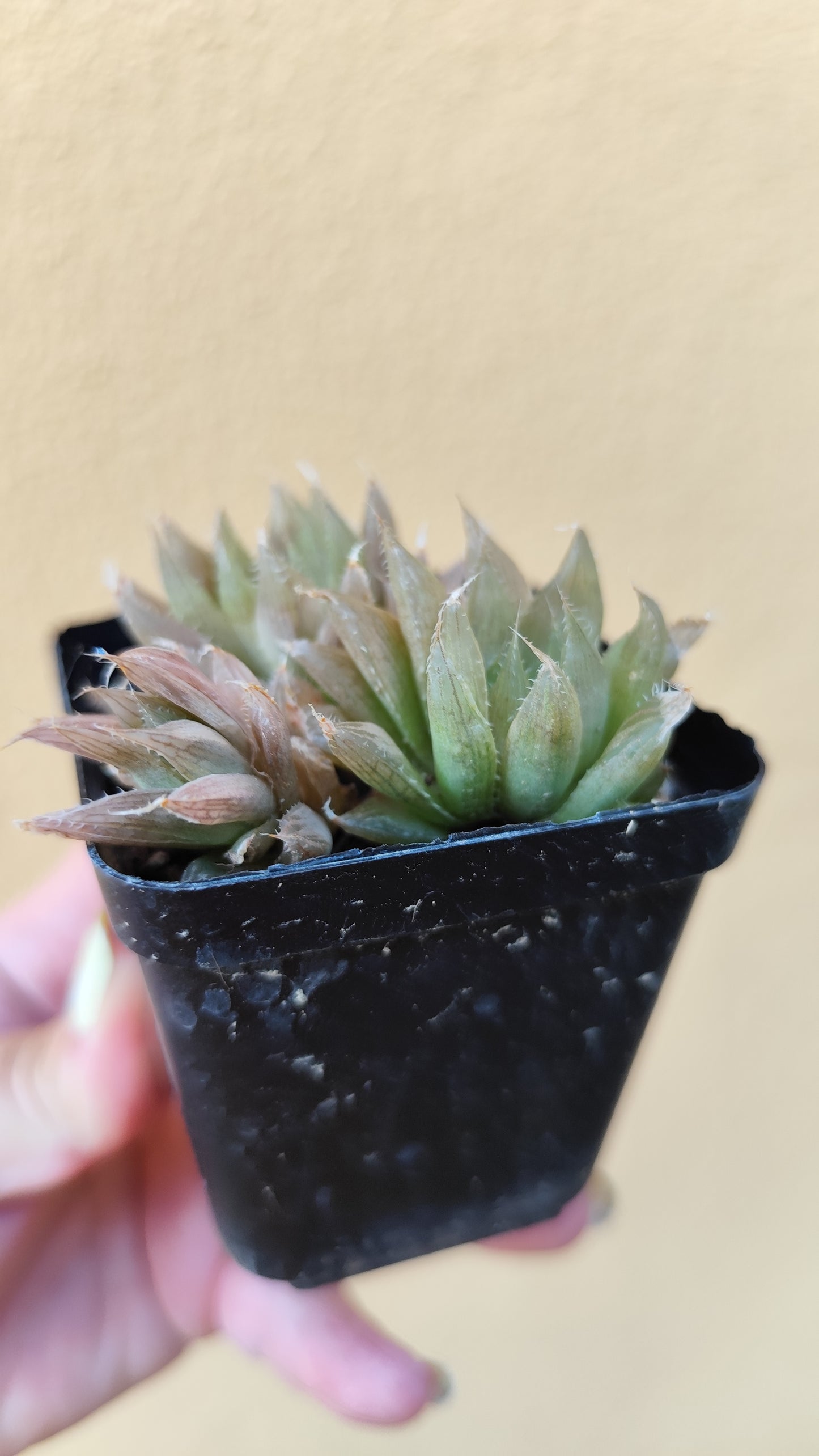 Haworthia cooperii pilifera