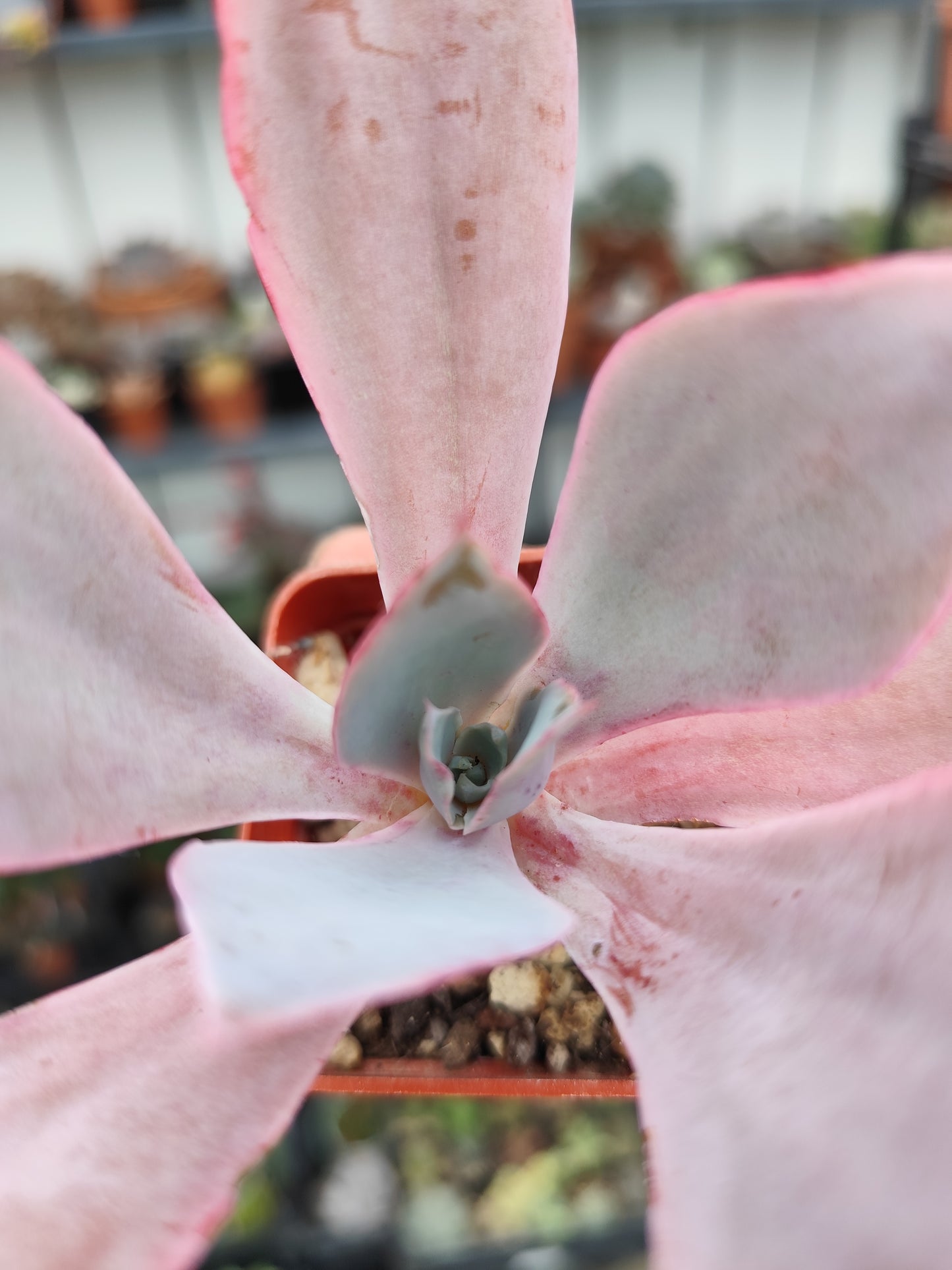 Echeveria afterglow