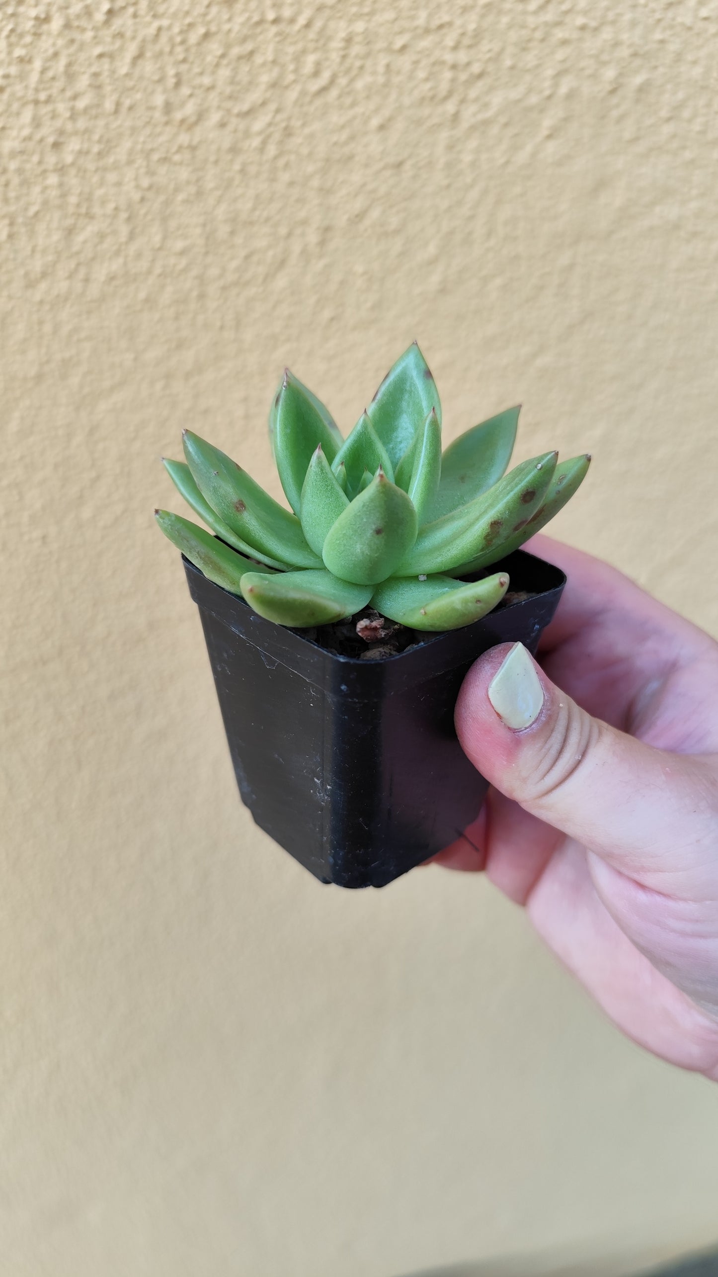Echeveria agavoides