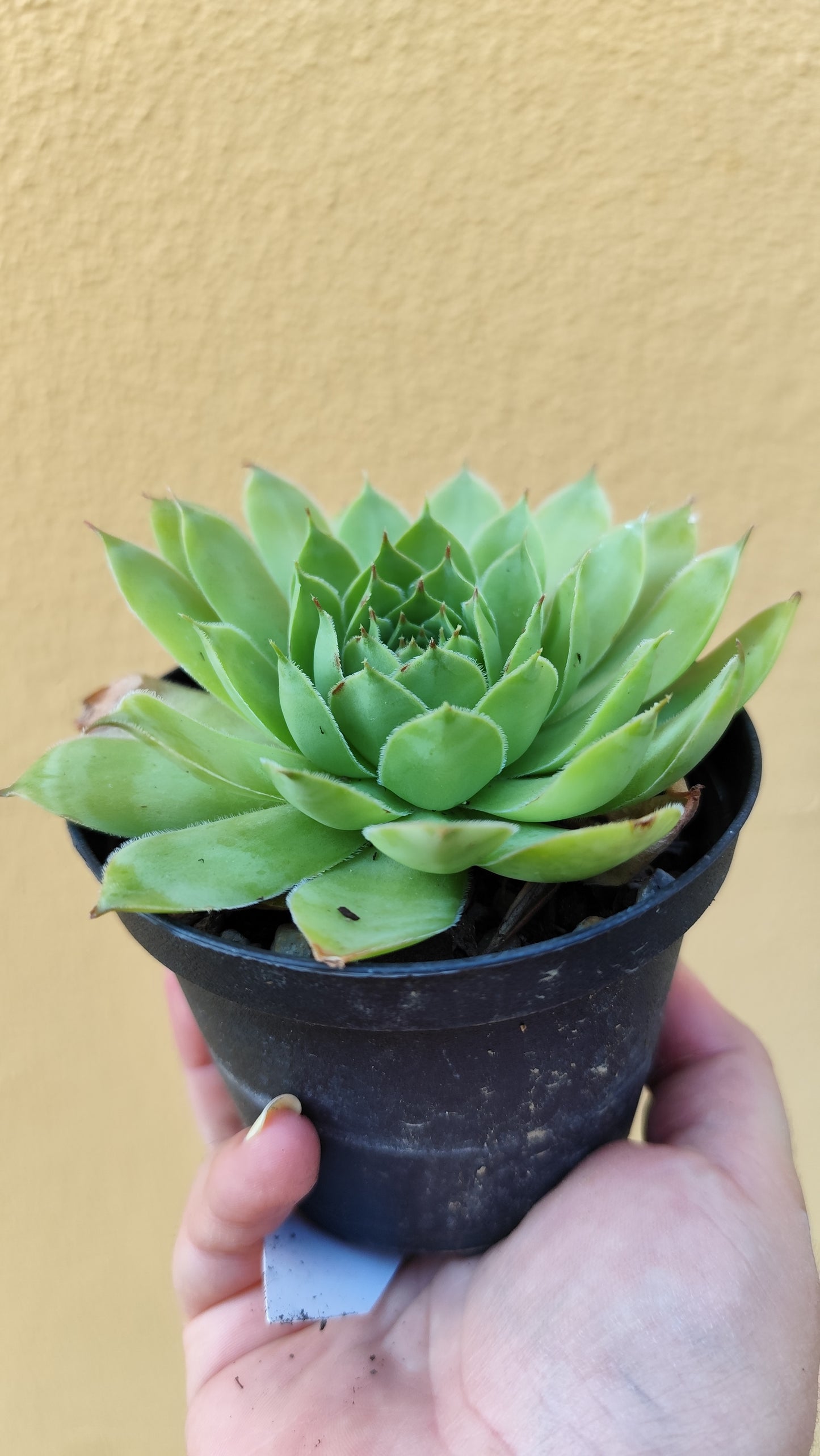 Sempervivum