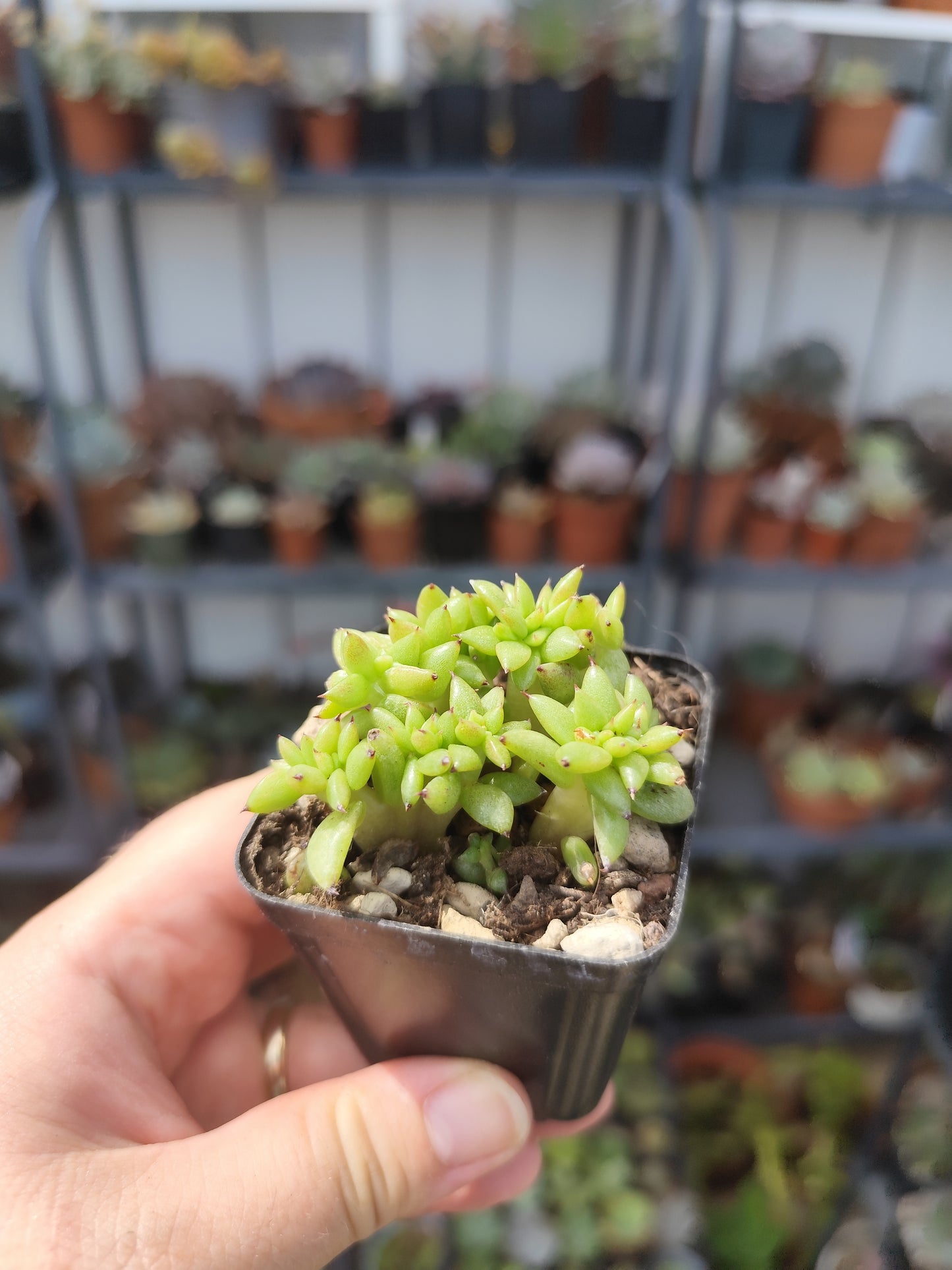 Echeveria agavoides crestata
