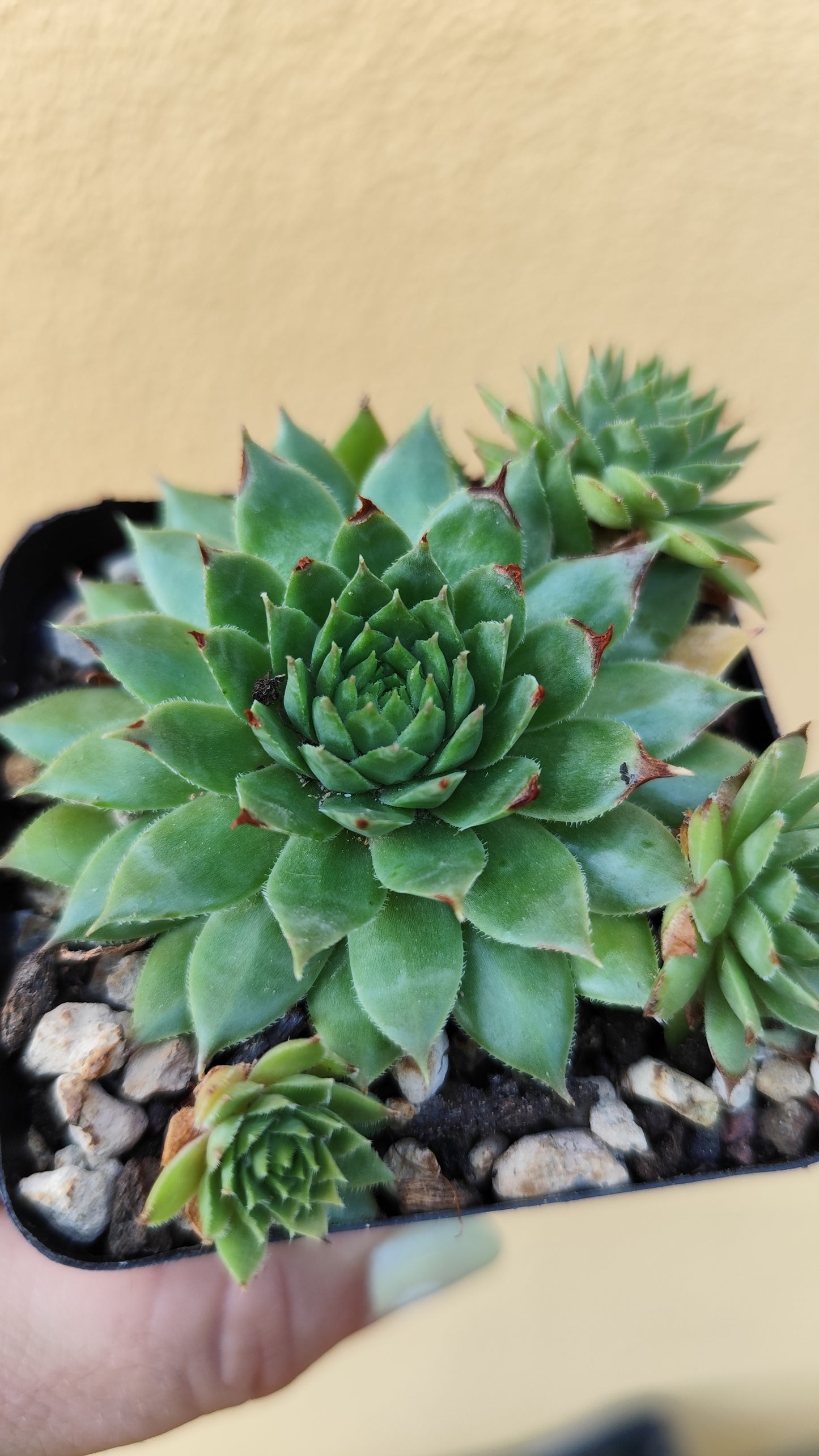 Sempervivum
