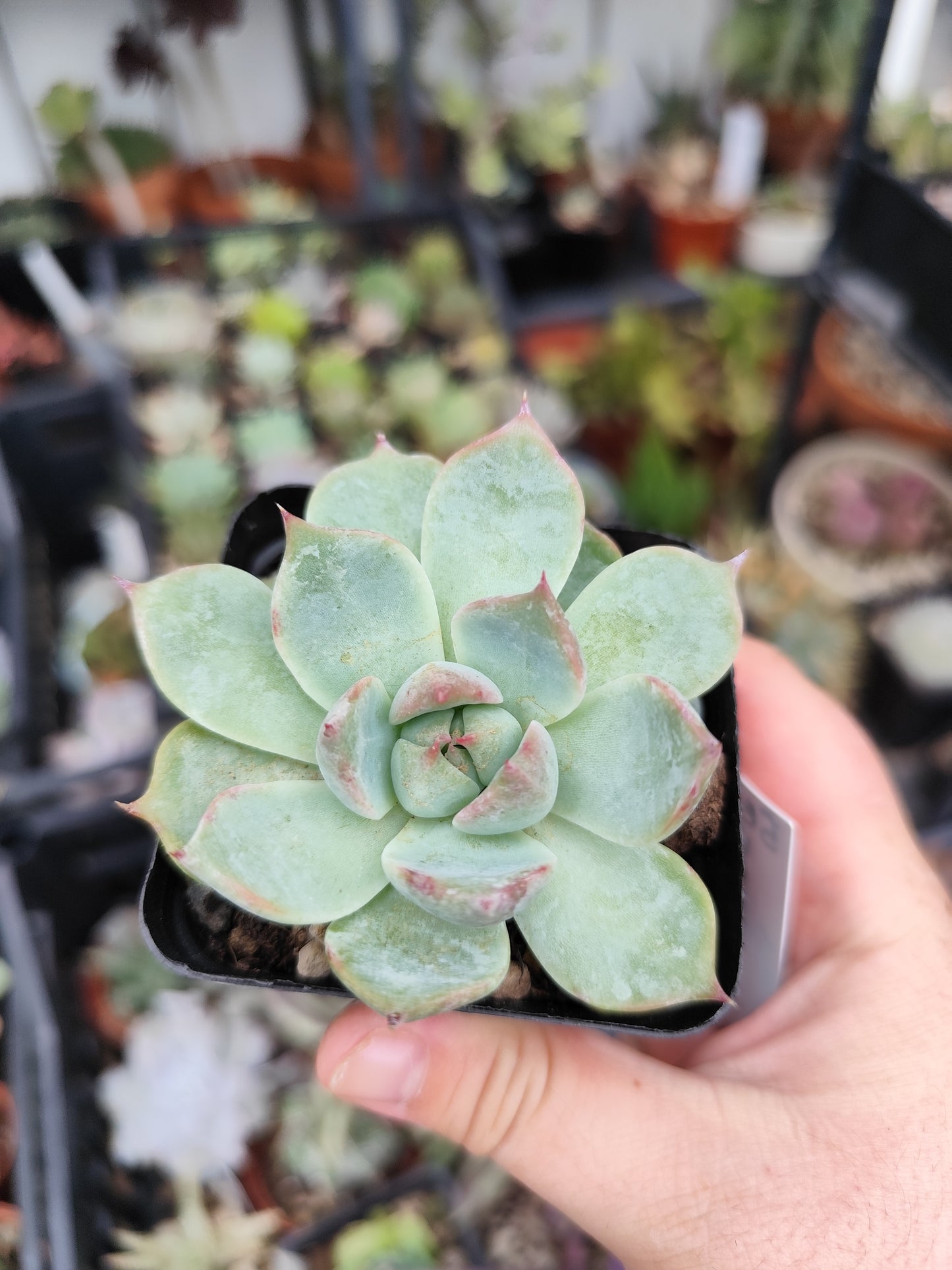 Echeveria chihuahuaensi