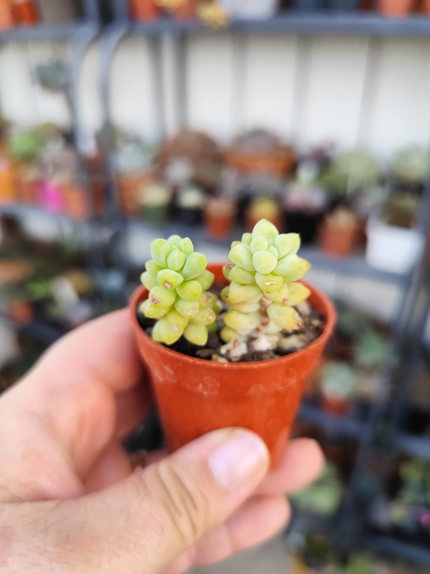 Sedum burrito