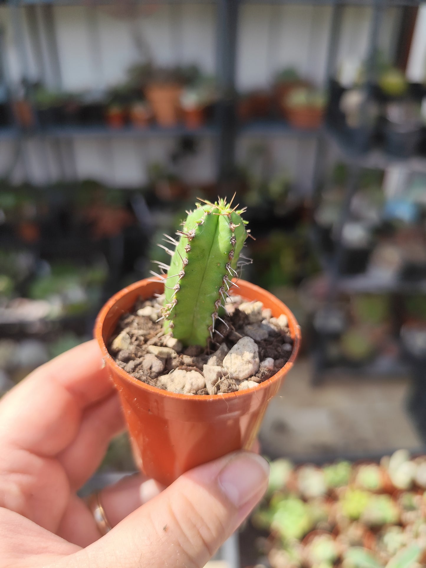 Euphorbia fruticosa