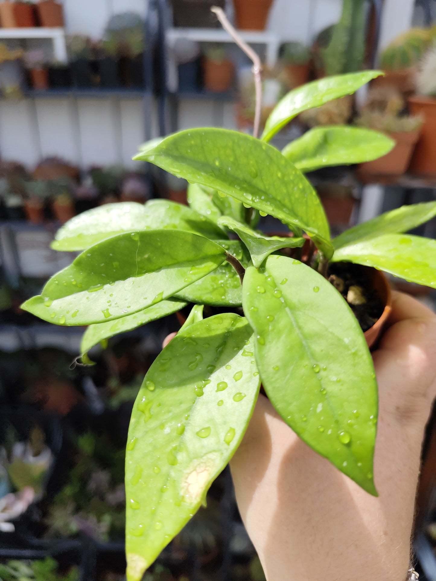 Hoya carnosa