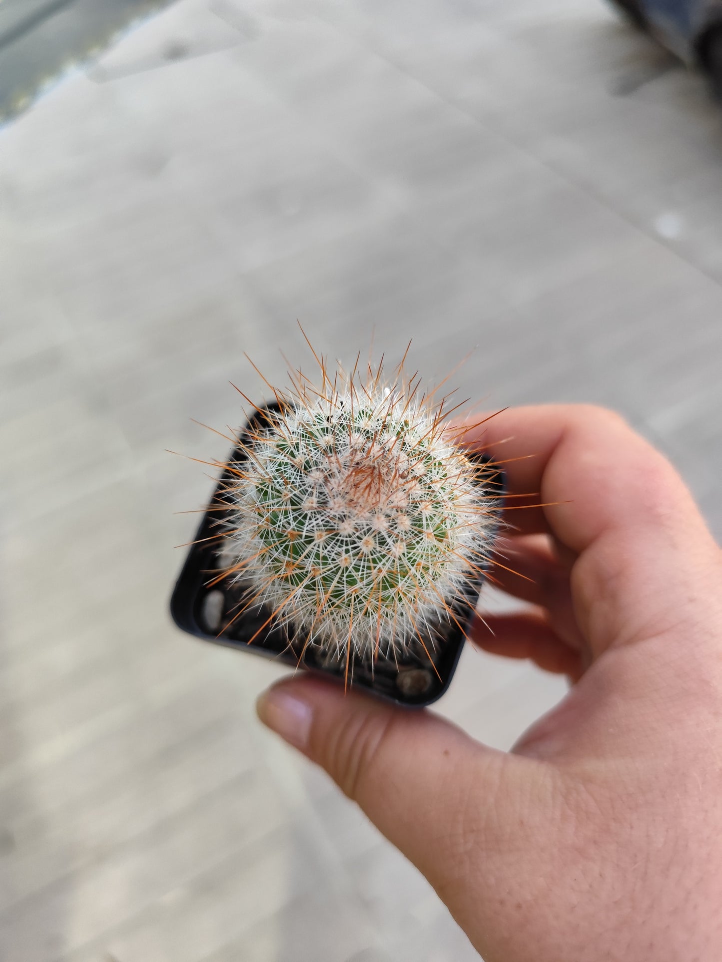 Mammillaria spinosissima