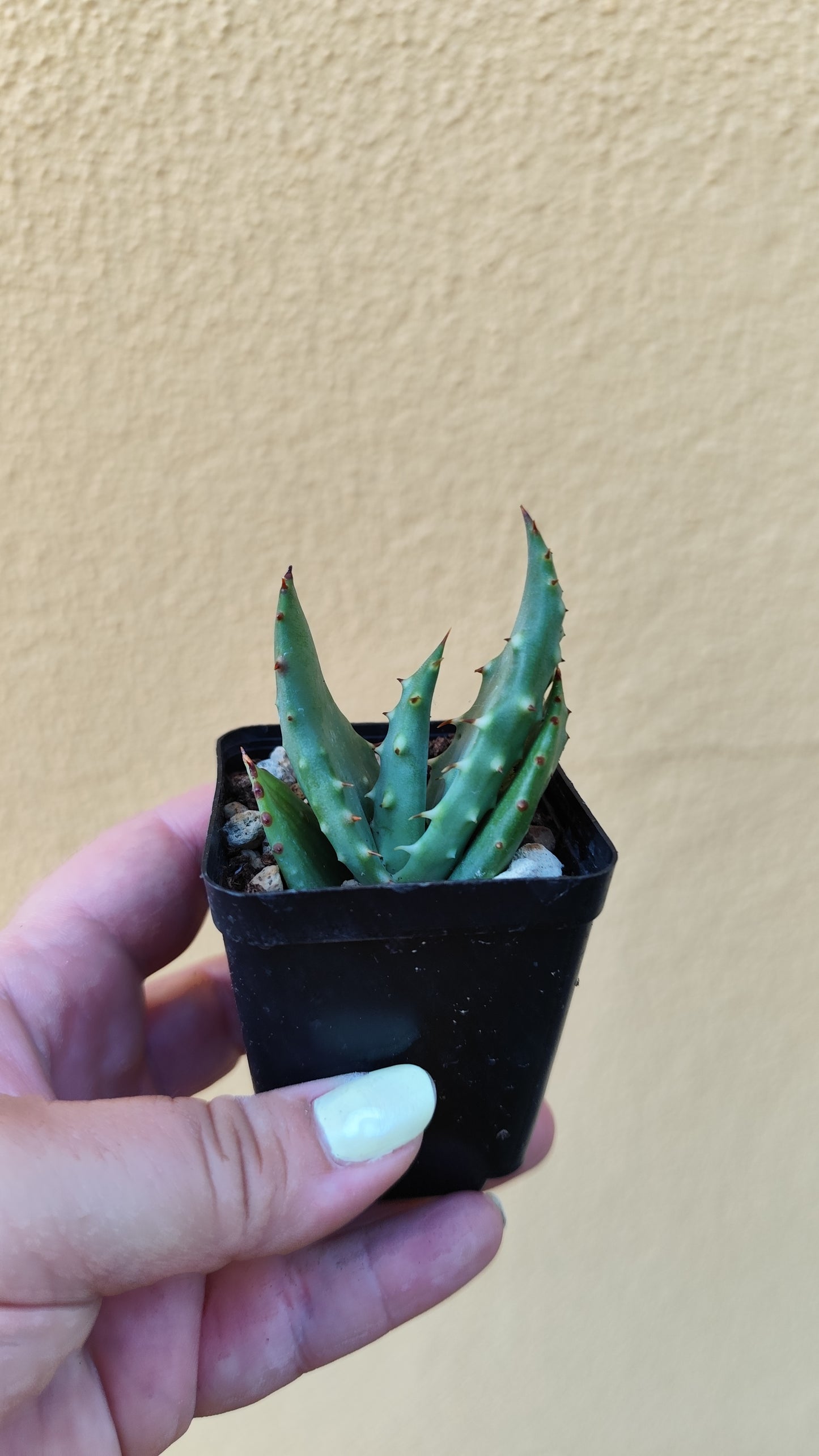 Aloe aculeata