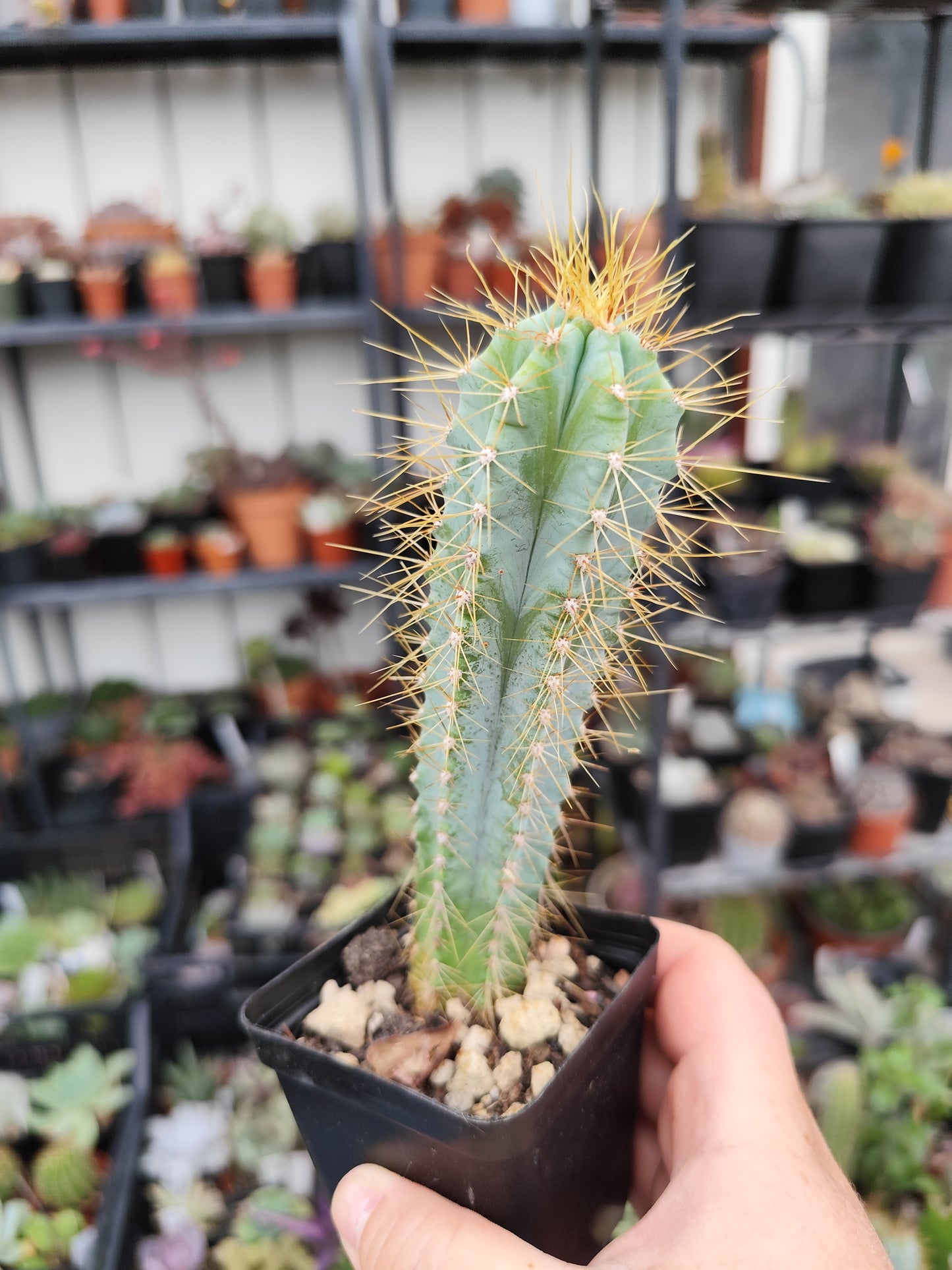 Pilosocereus pachycladus azureus