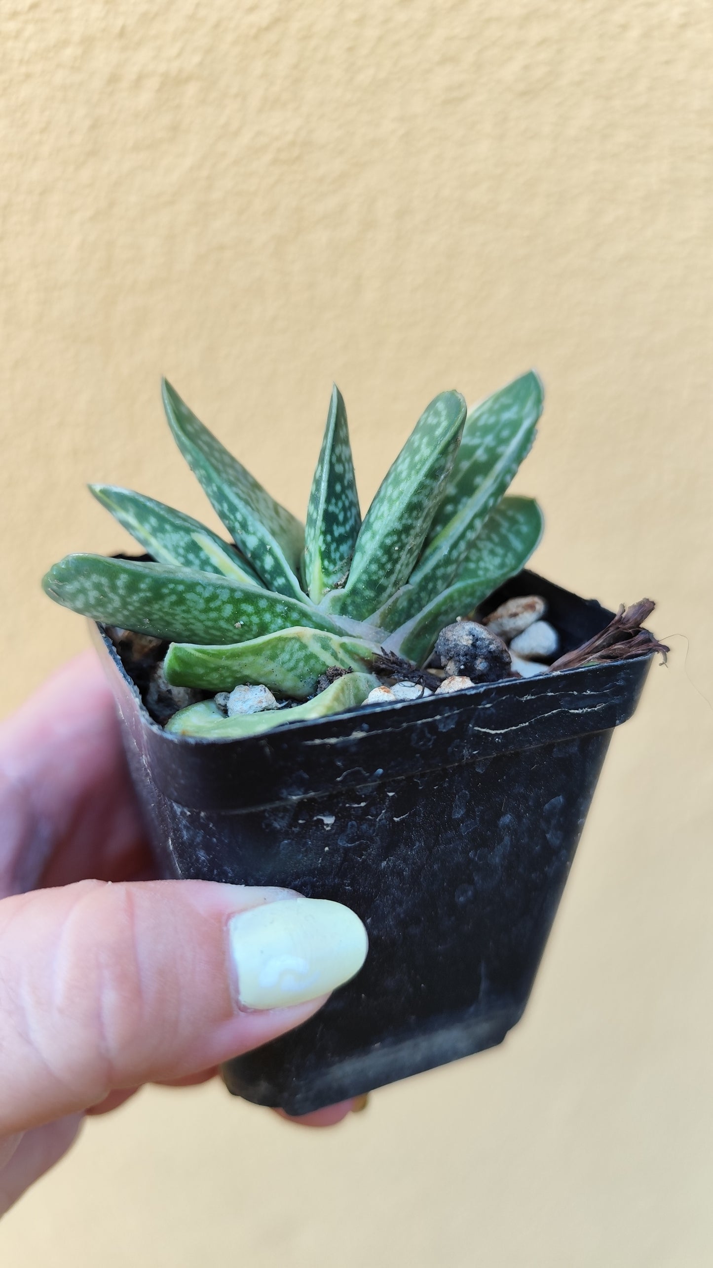 Gasteria minima variegata
