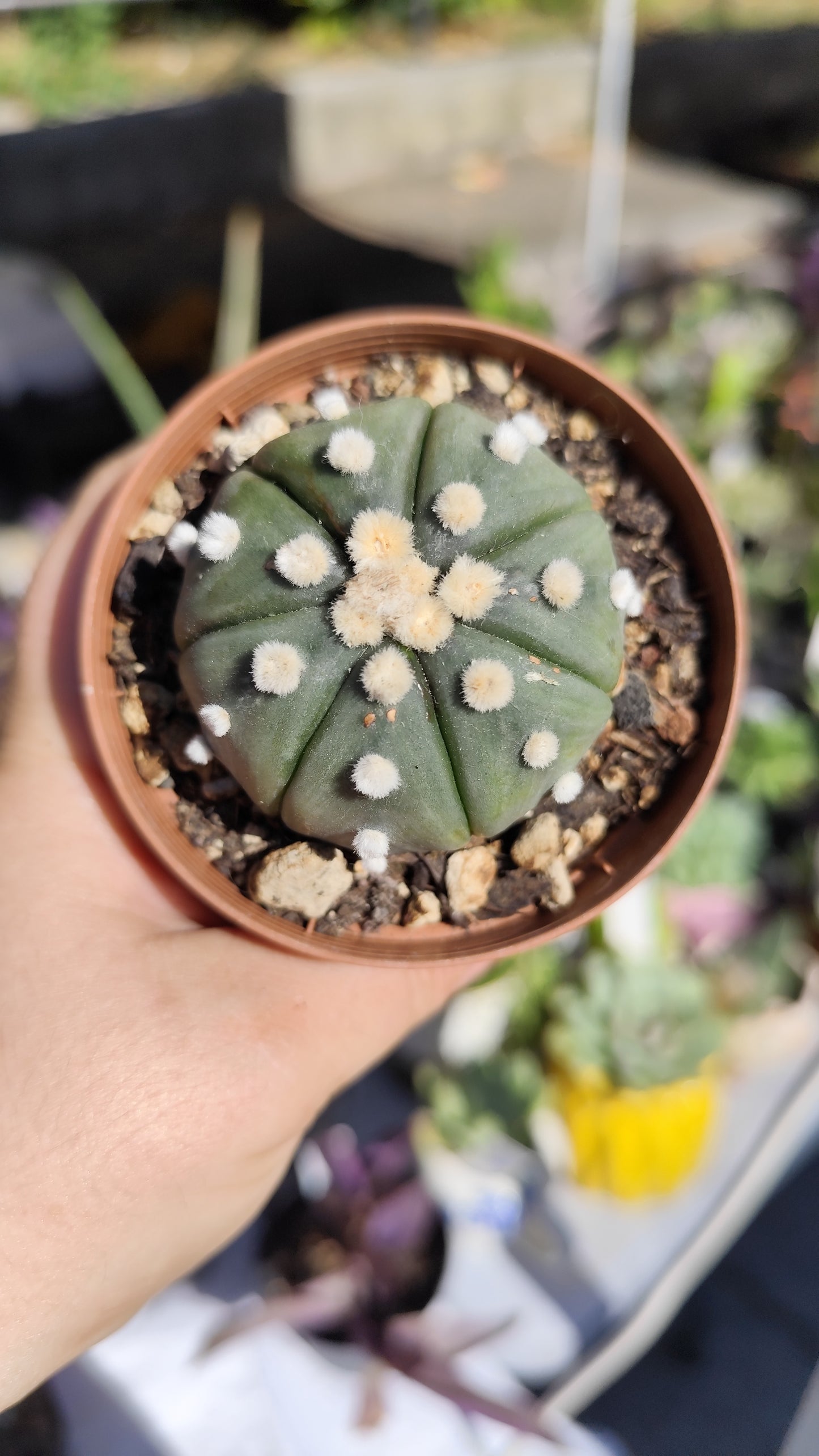 Astrophytum asterias