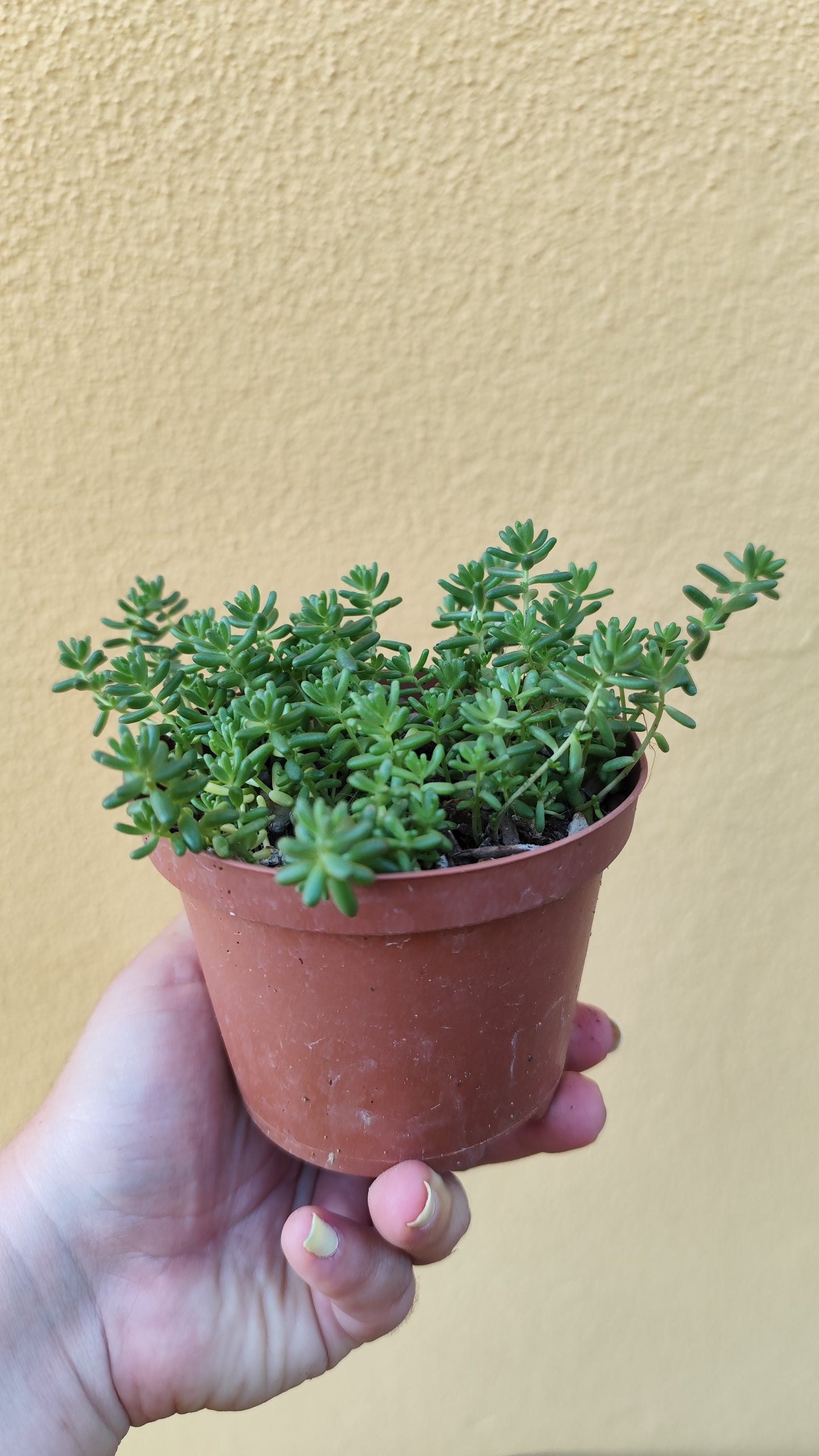 Sedum album