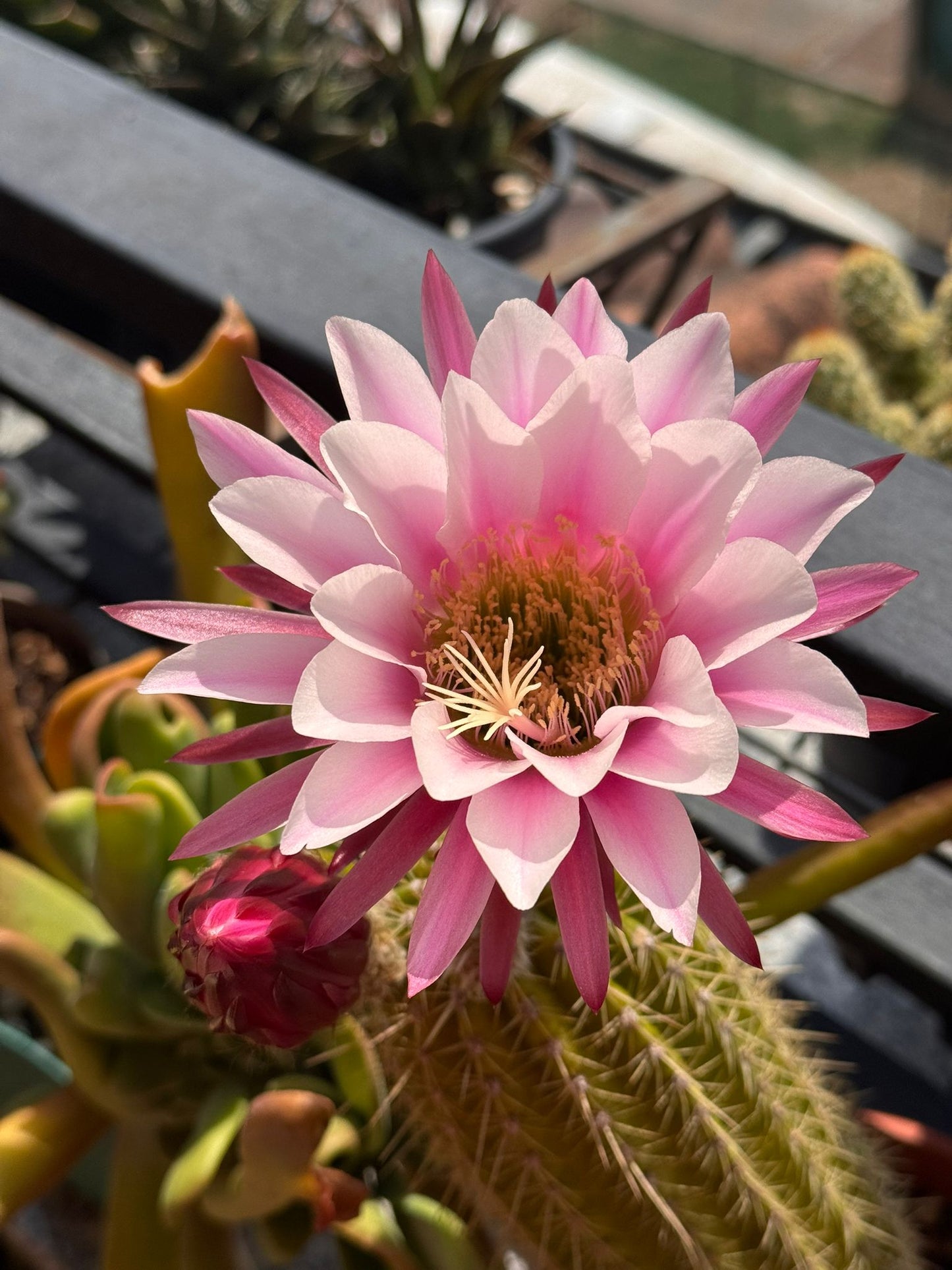 Trichocereus hybrid