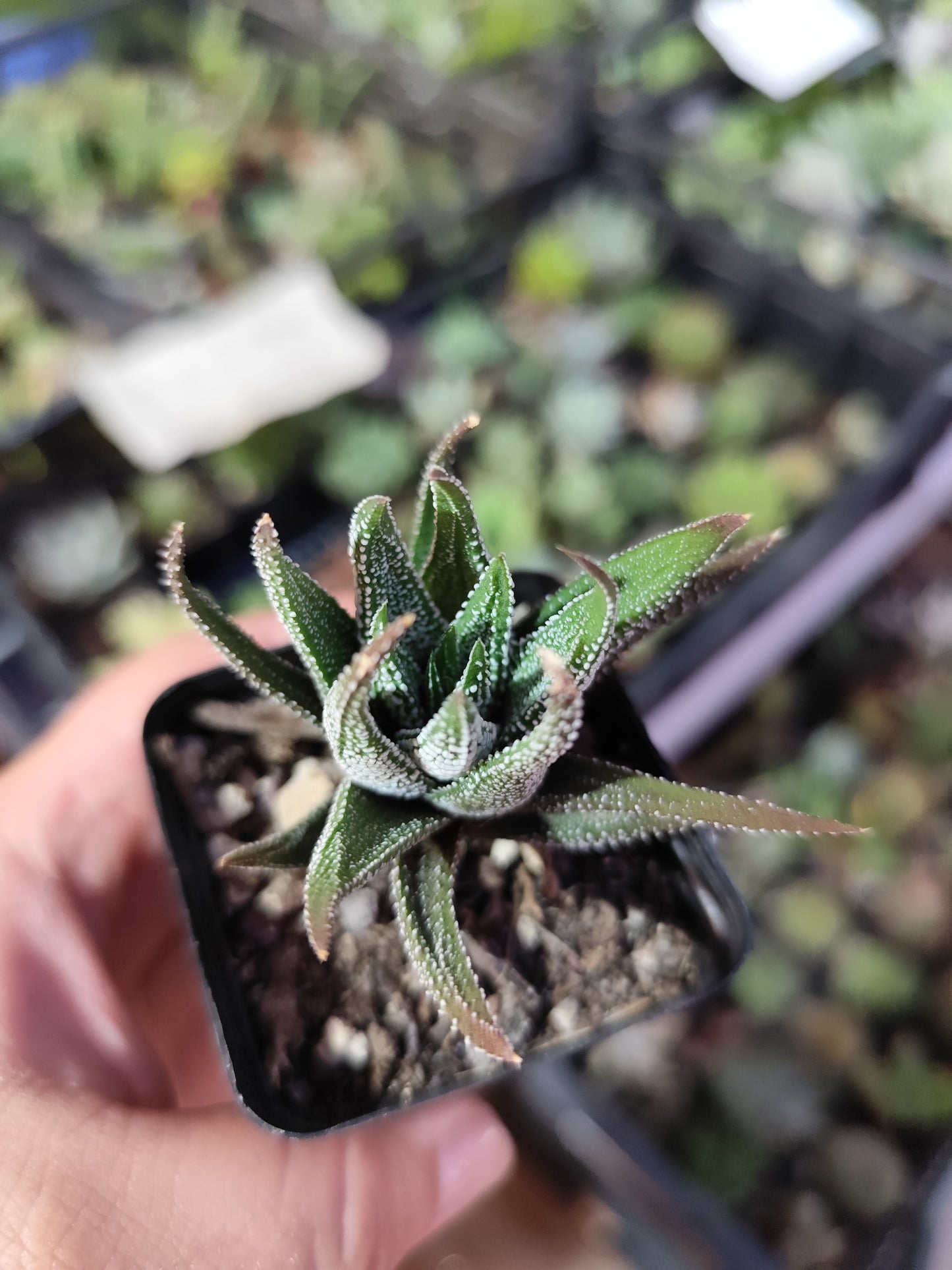 Haworthia attenuata