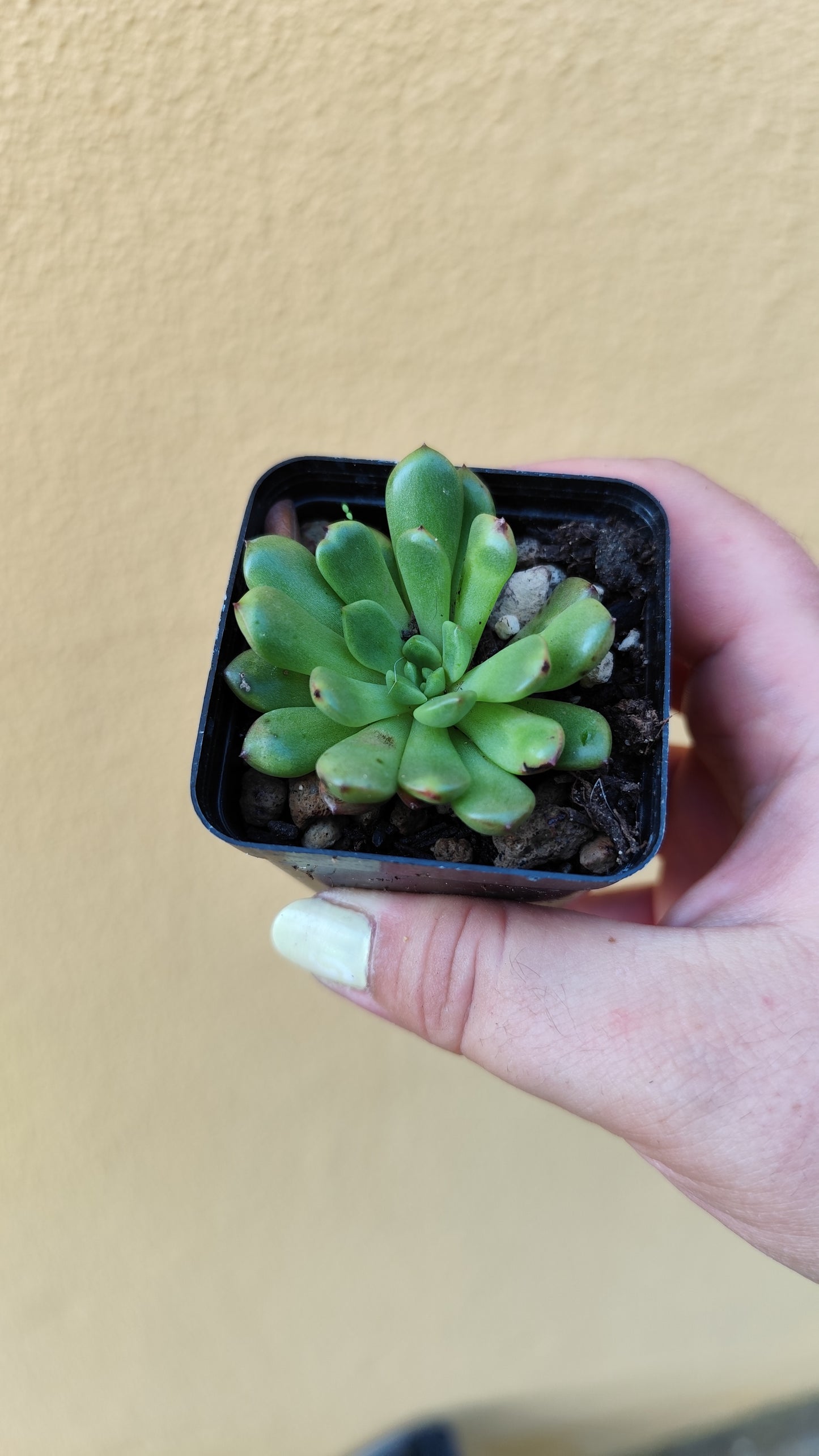 Echeveria sp.