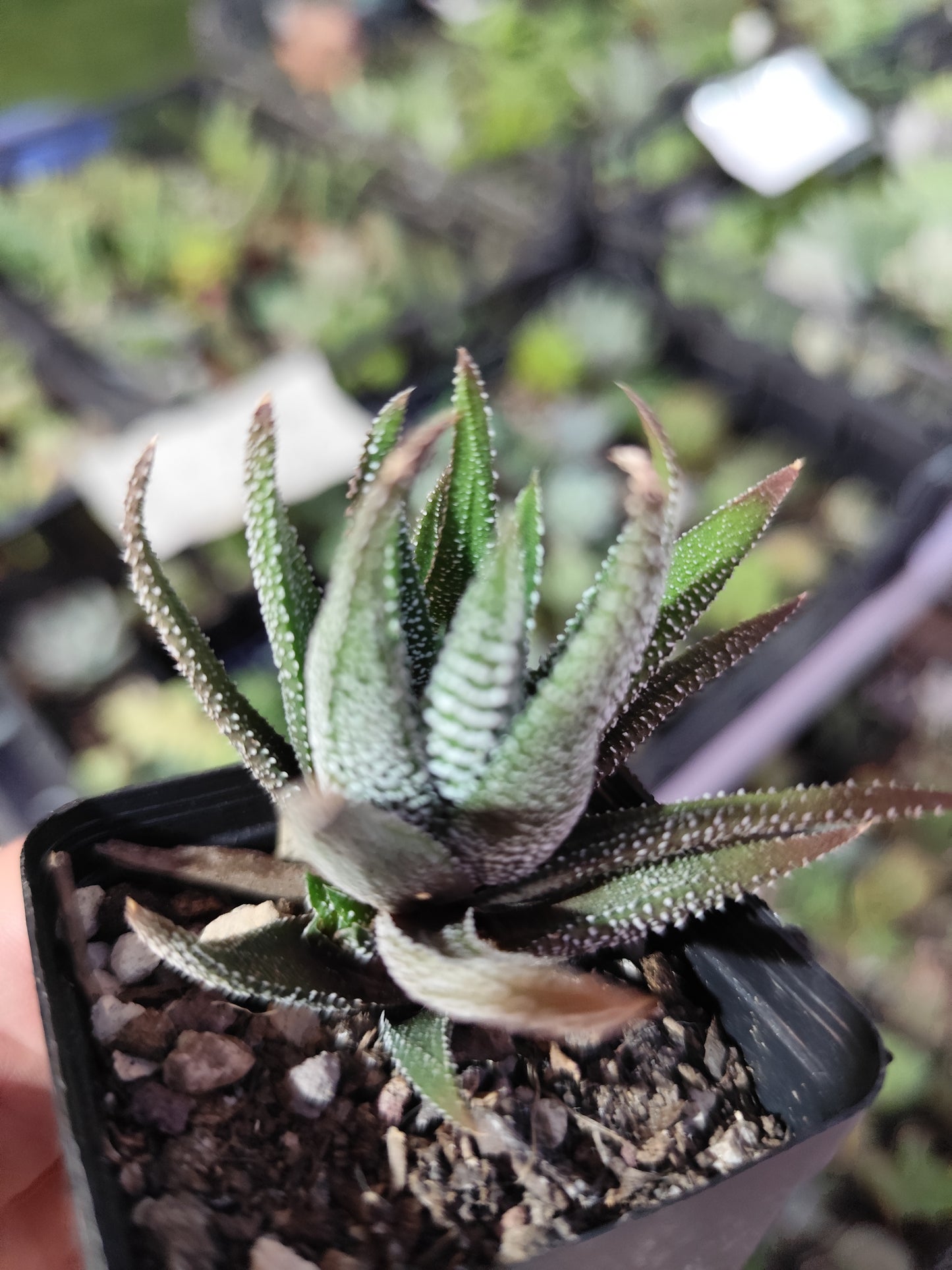Haworthia attenuata