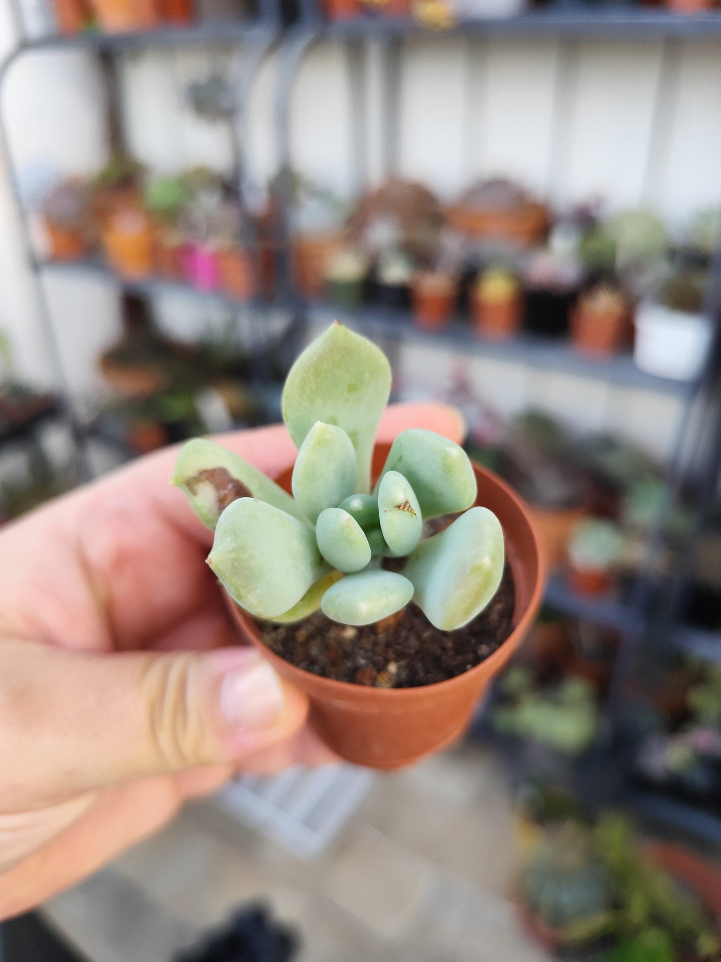 Pachyveria corvus