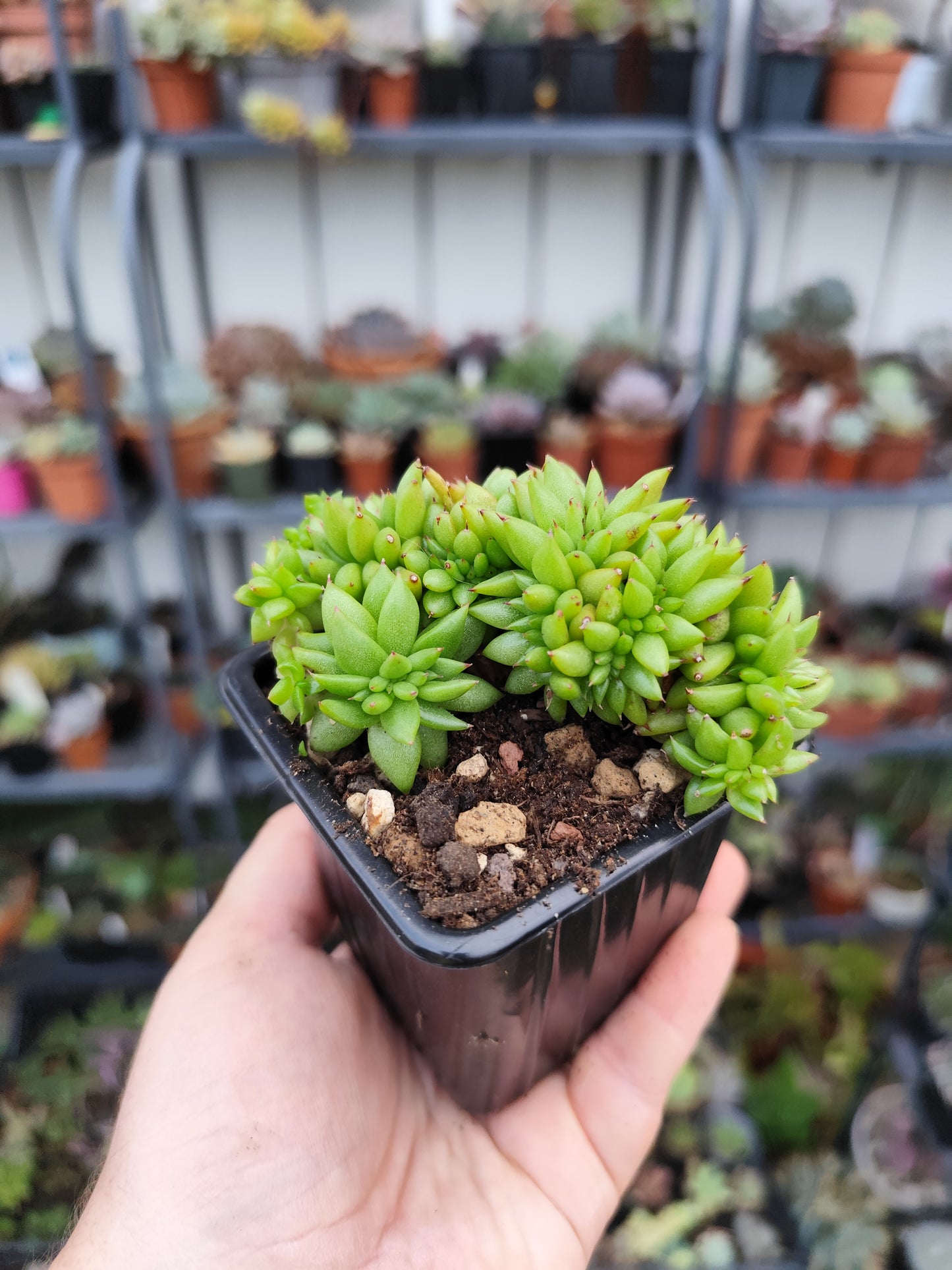 Echeveria agavoides crestata