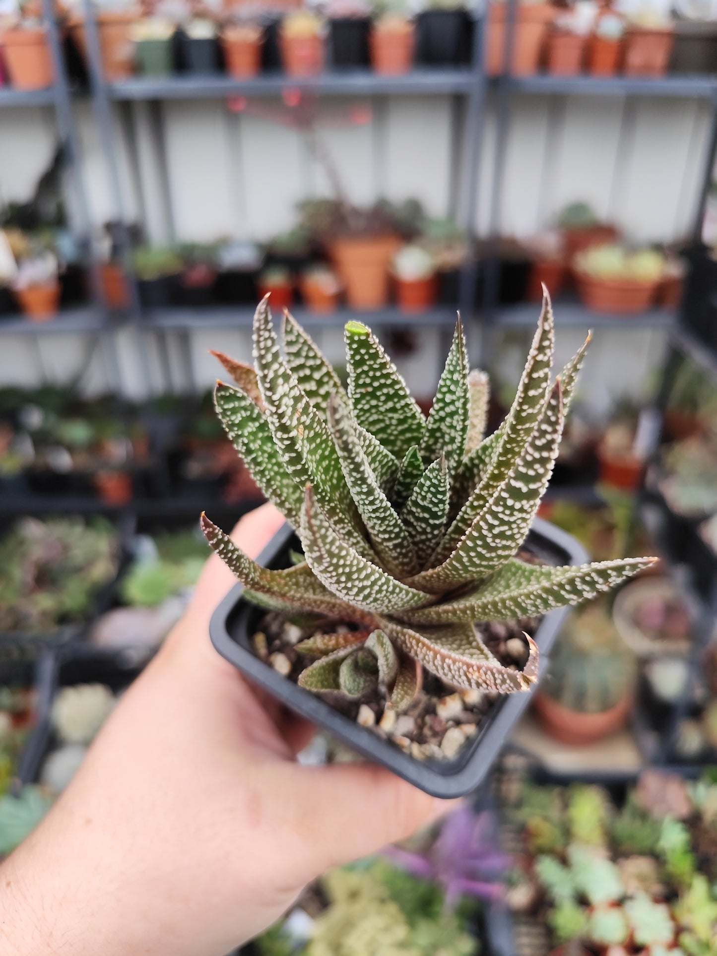 Haworthiopsis attenuata