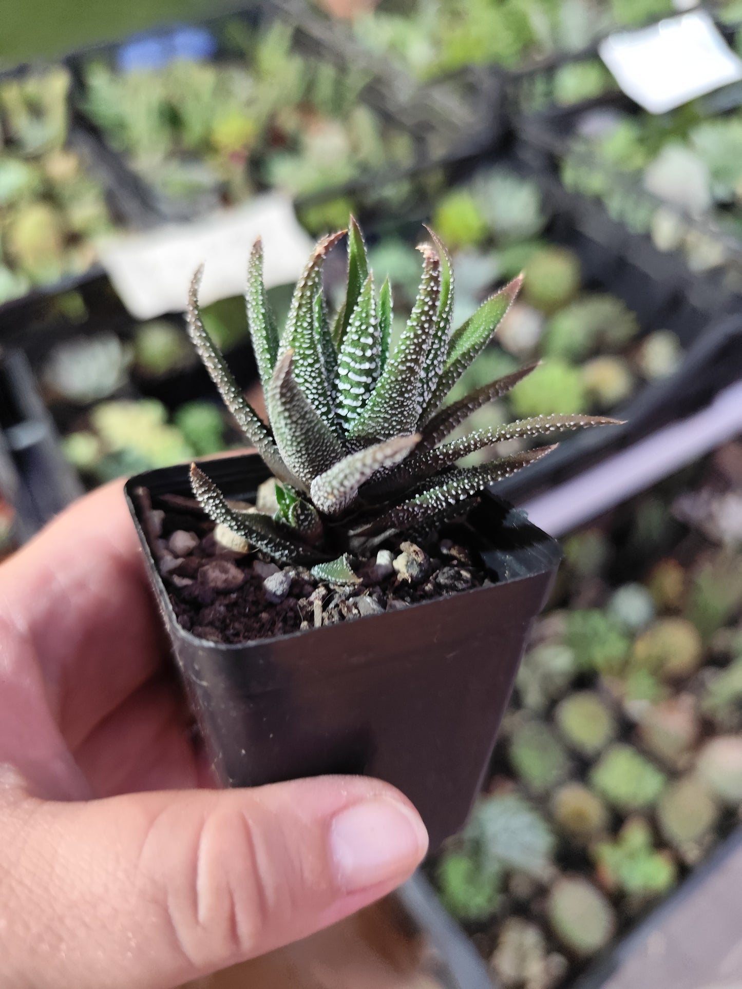 Haworthia attenuata