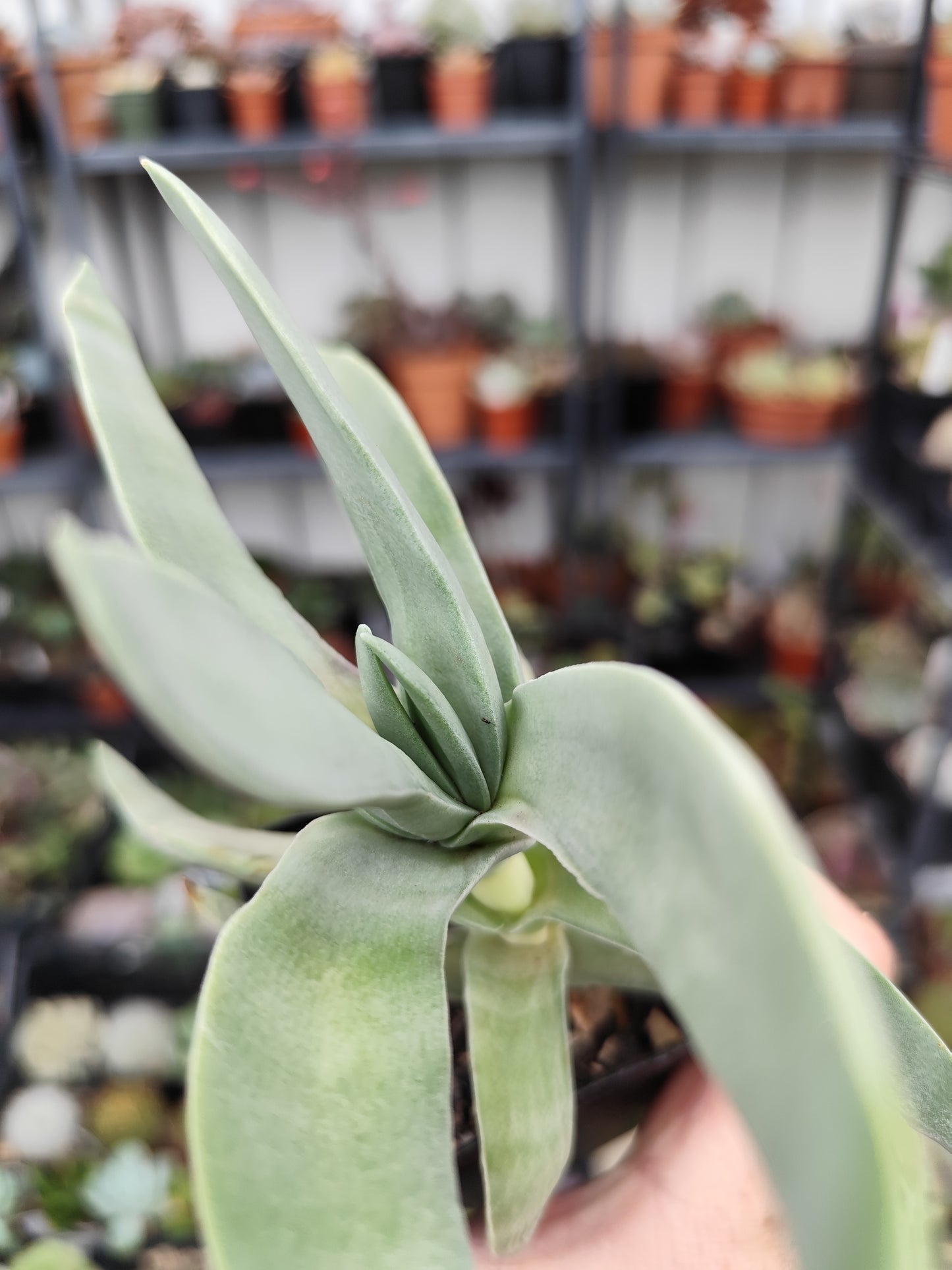Crassula falcata