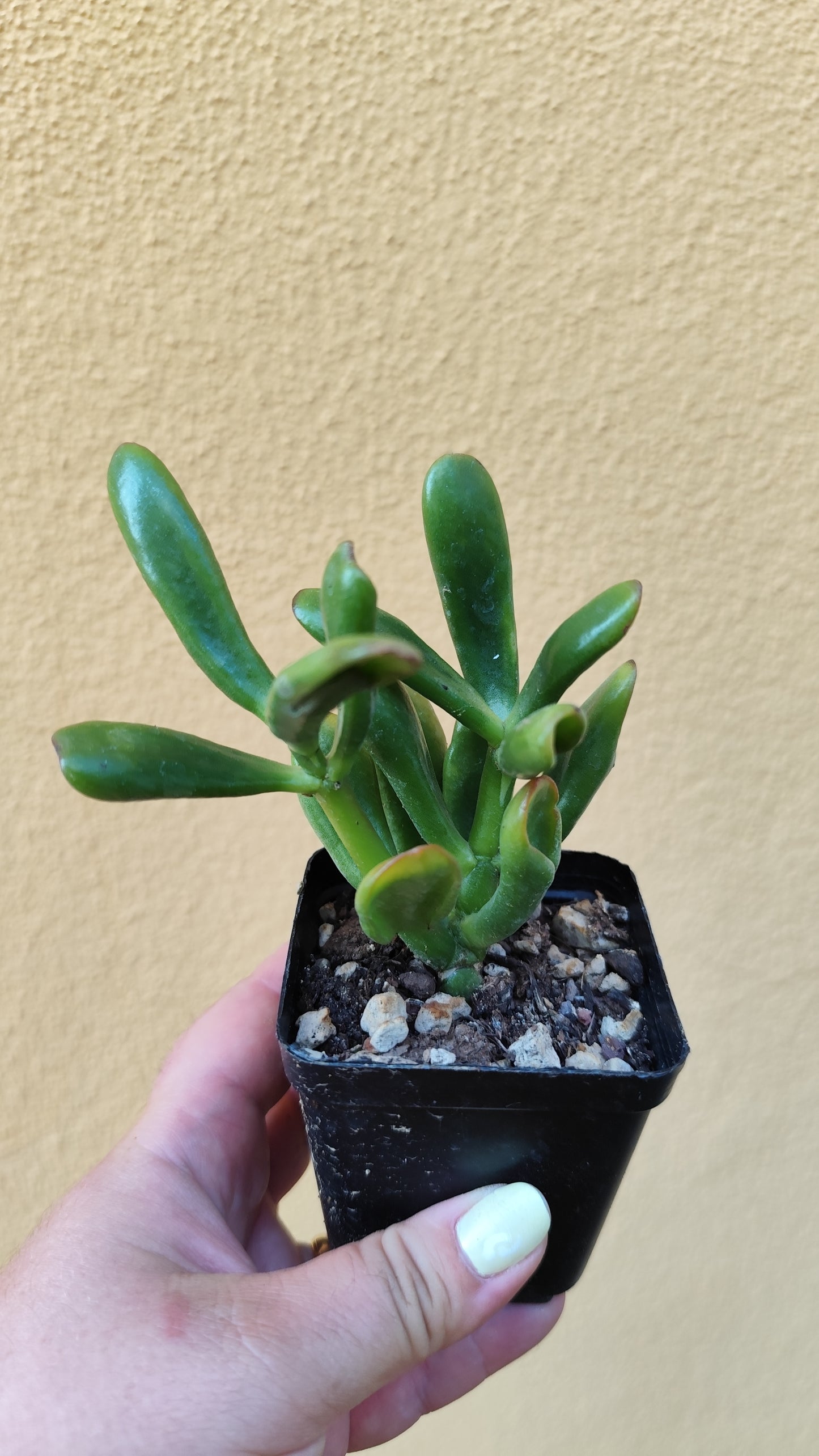 Crassula Hobbit variegata