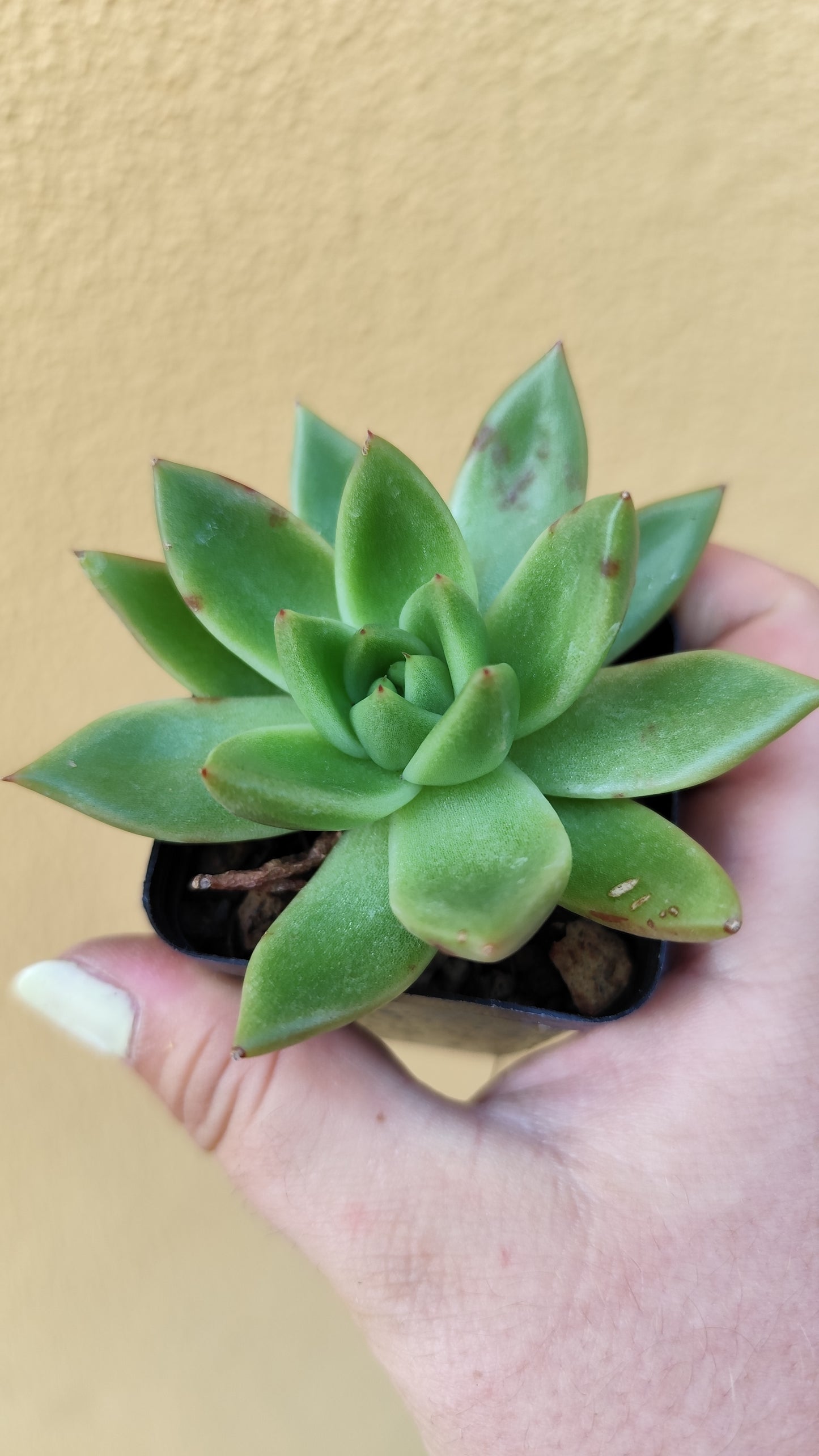 Echeveria agavoides