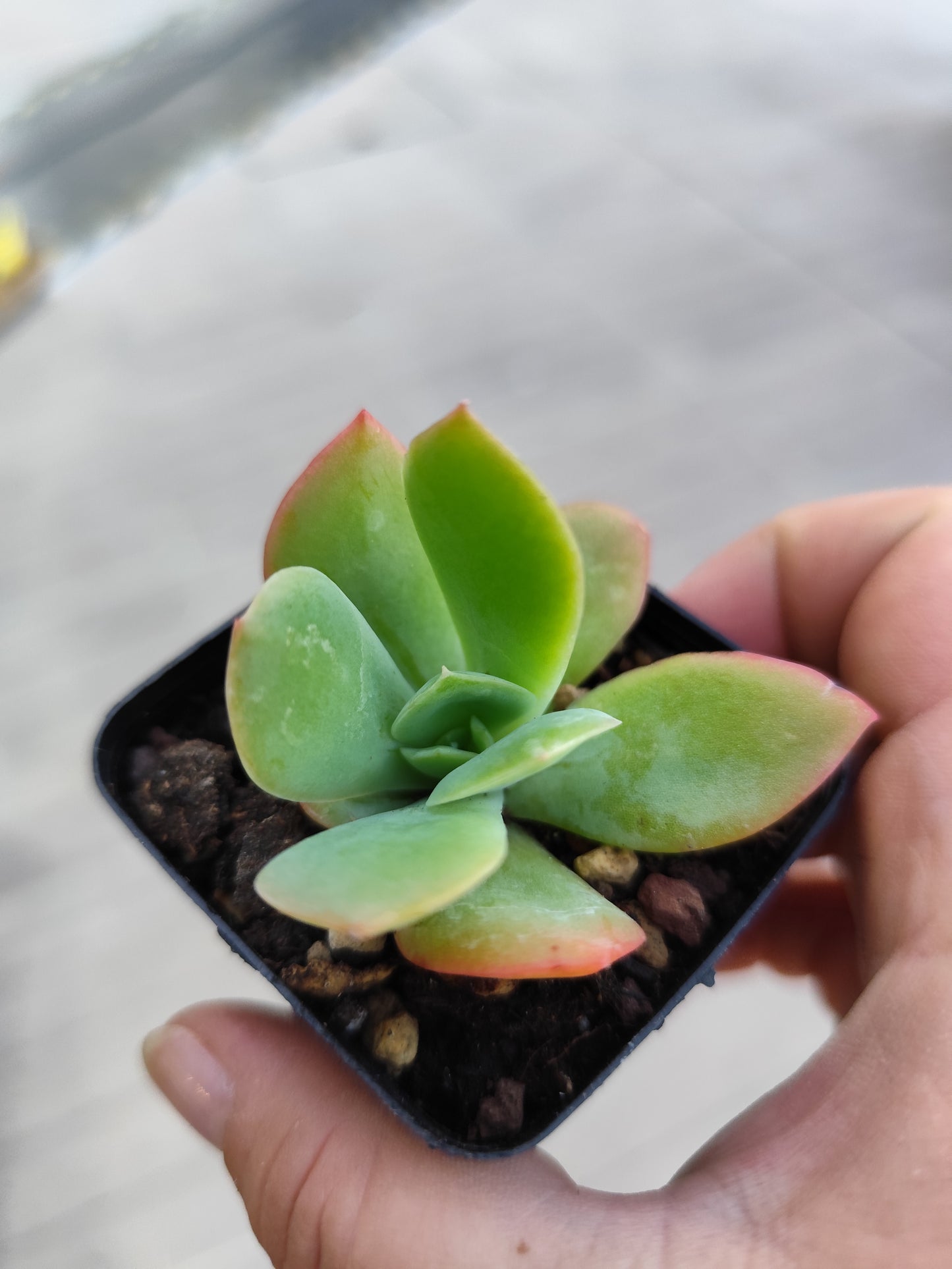 Echeveria luella