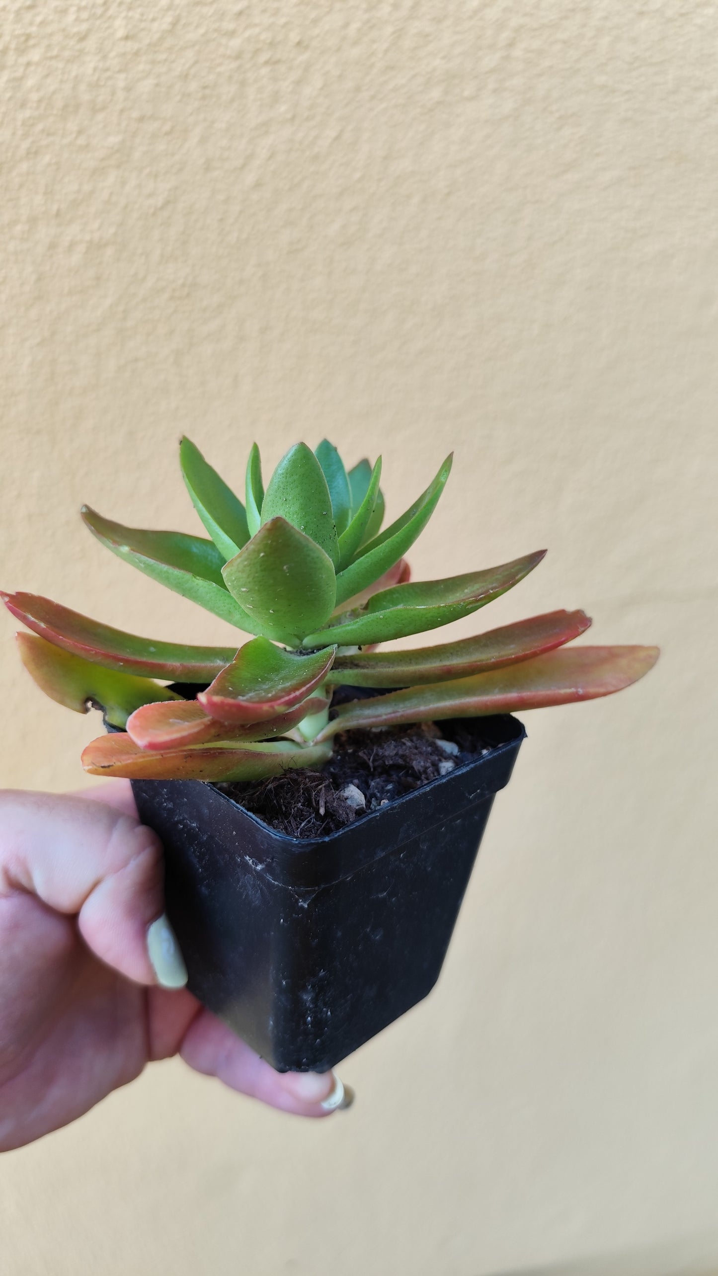 Crassula capitella Campfire