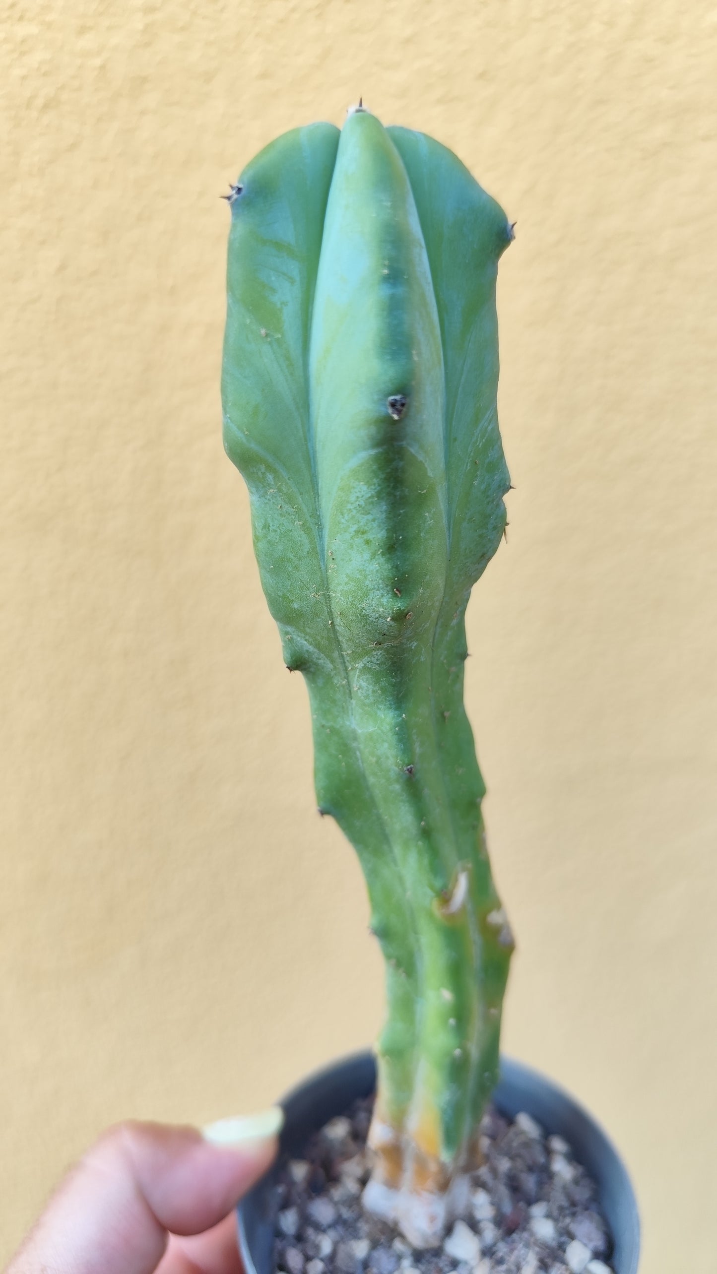 Myrtillocactus geometrizans