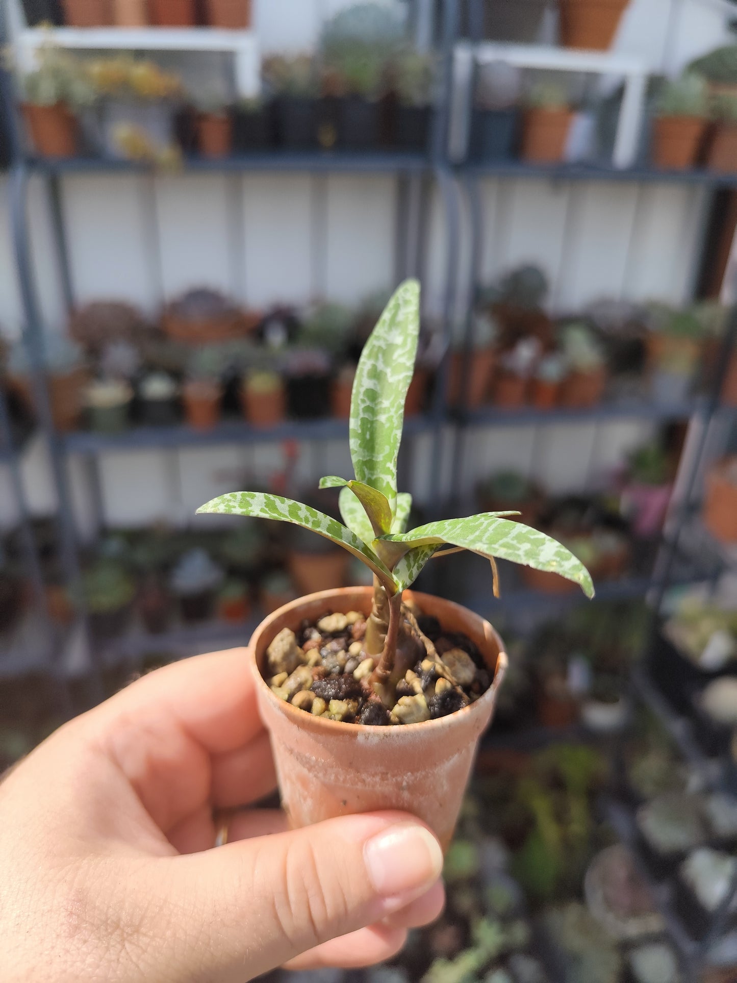 Scilla violacea (Ledebouria socialis)