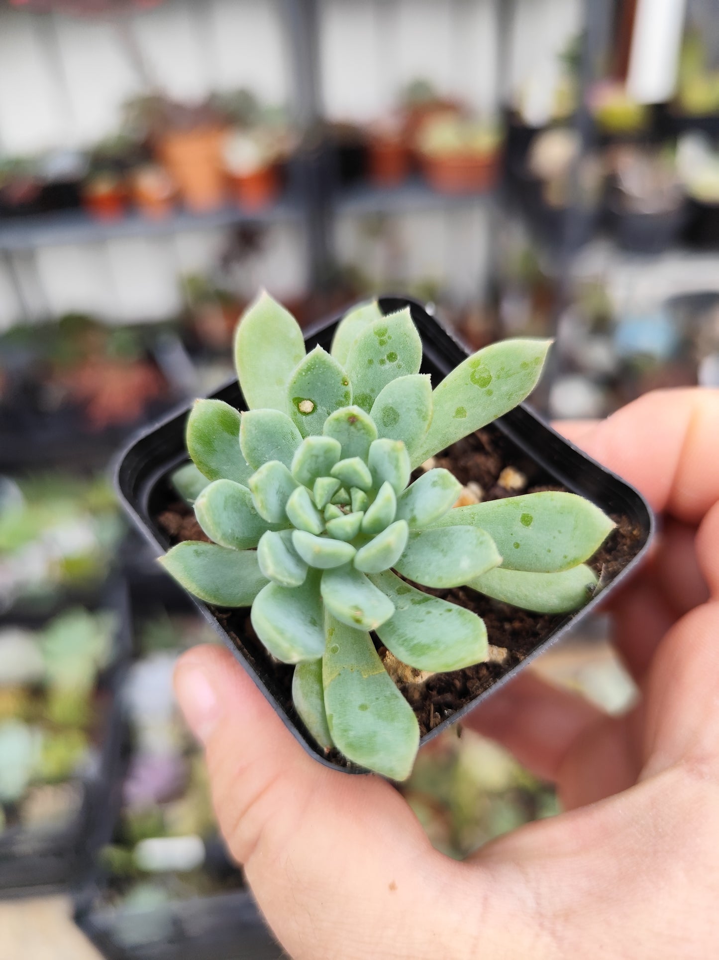 Echeveria sp