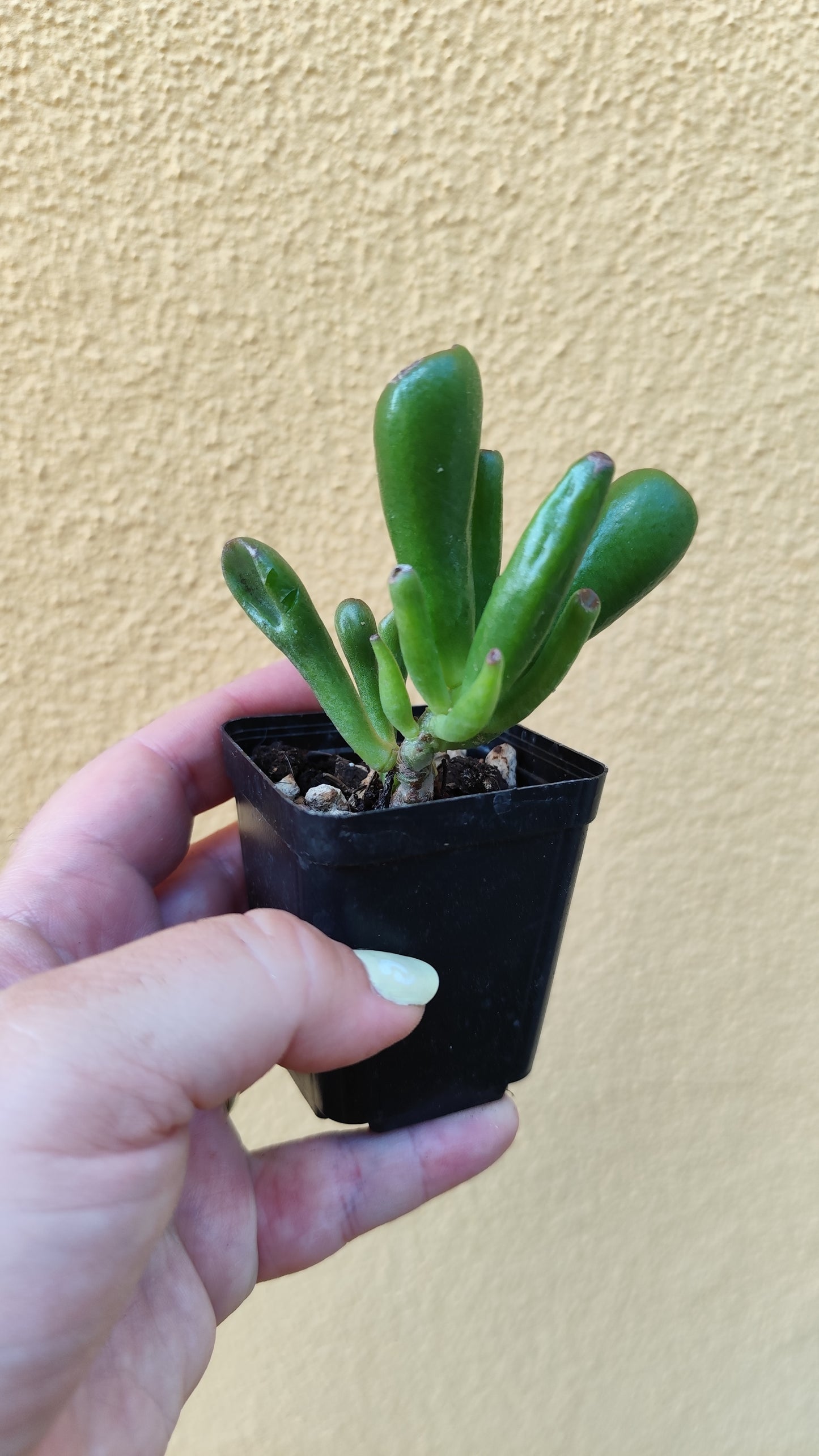 Crassula Hobbit