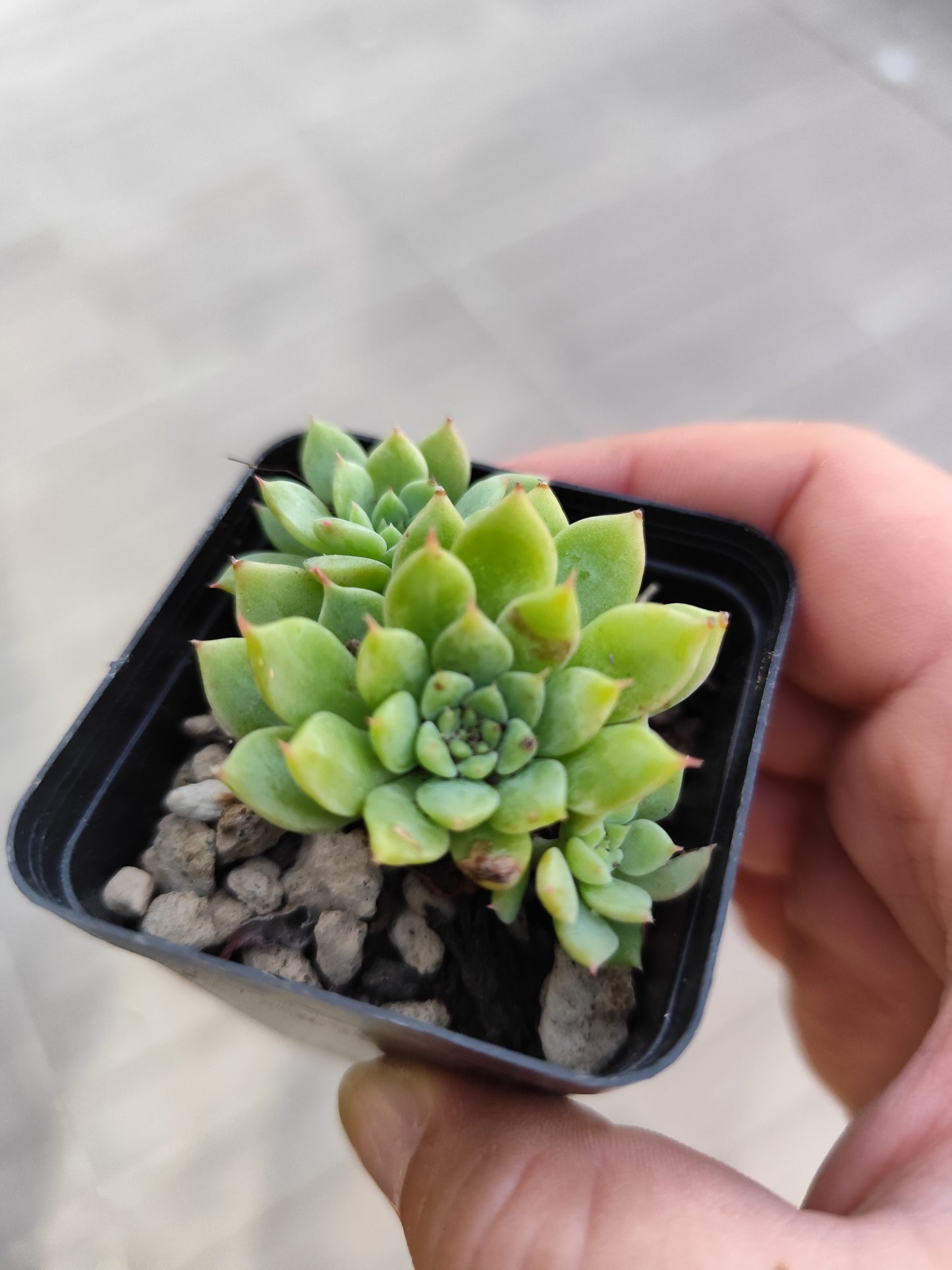Echeveria tippy