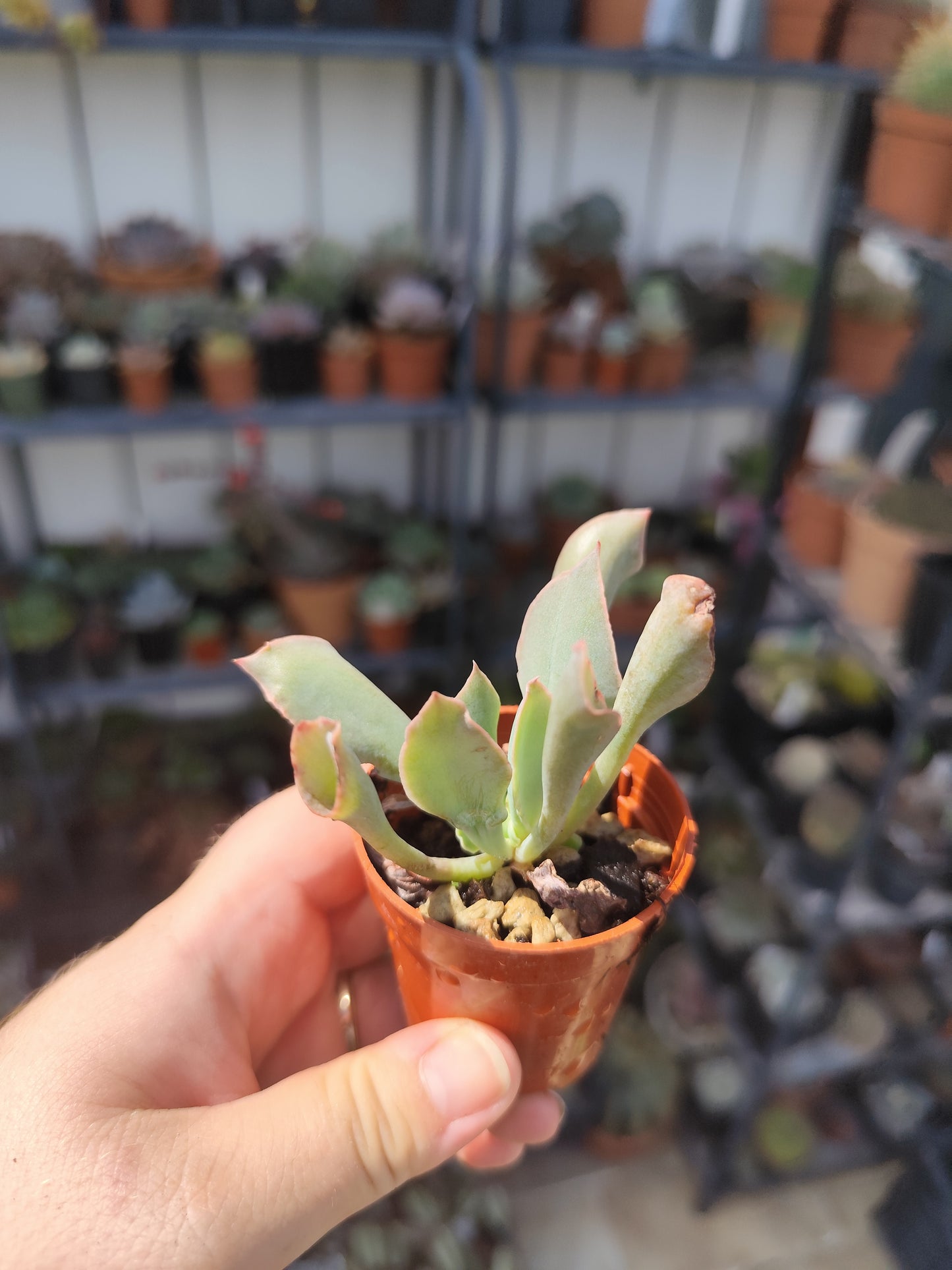 Echeveria trumpet pinky