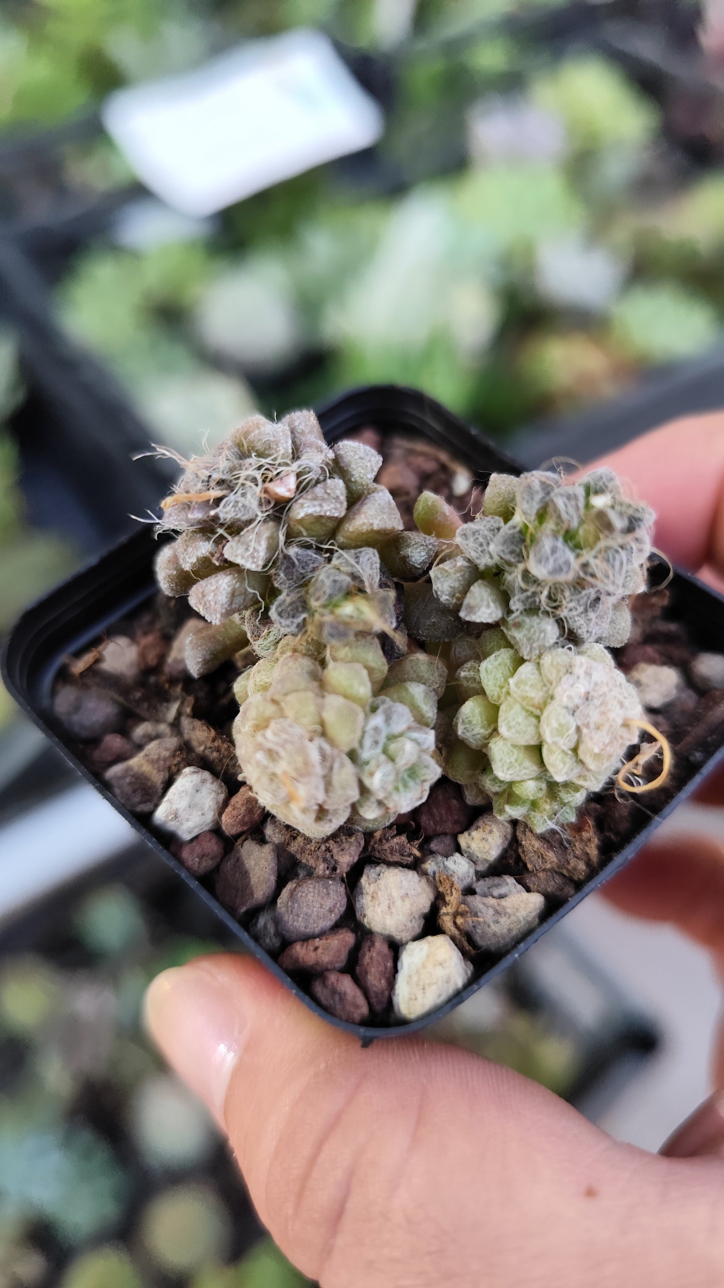 Anacampseros baeseckei