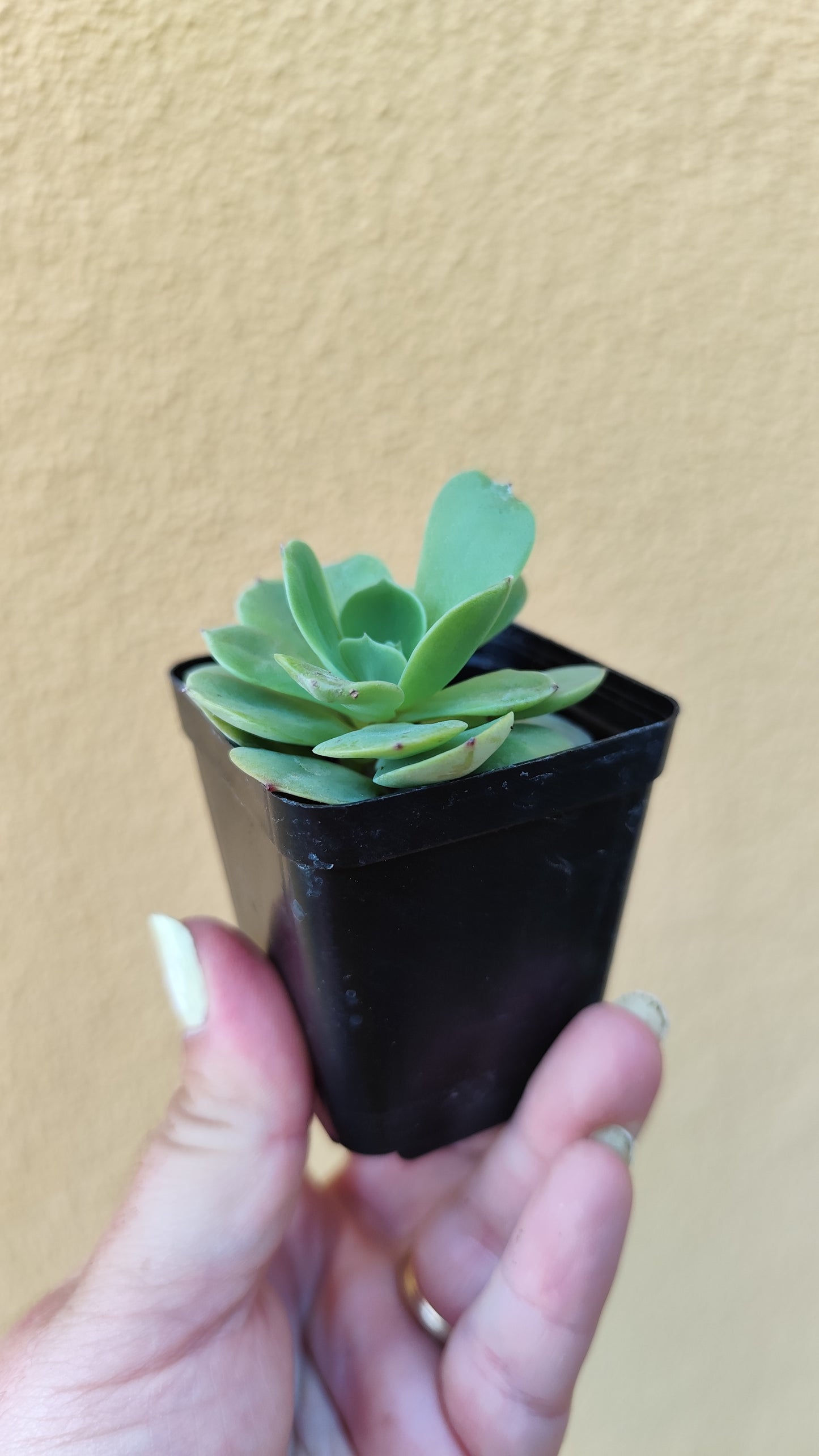 Echeveria quasimodo