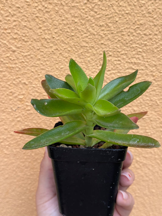 Crassula capitella Campfire
