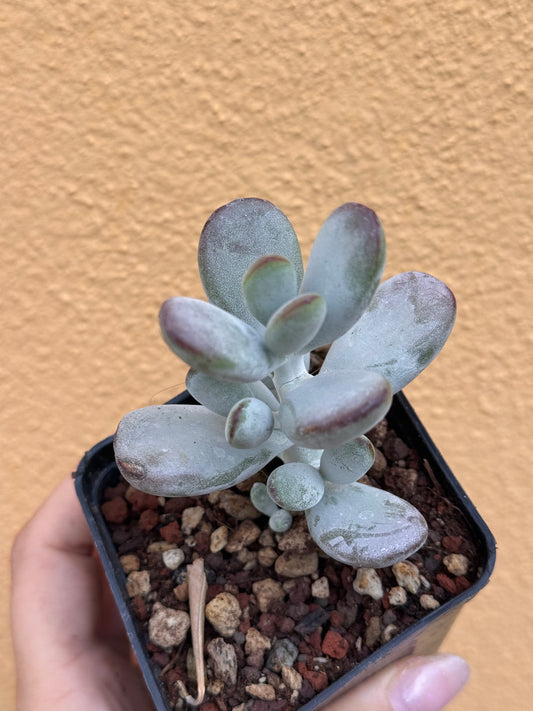 Cotyledon orbiculata