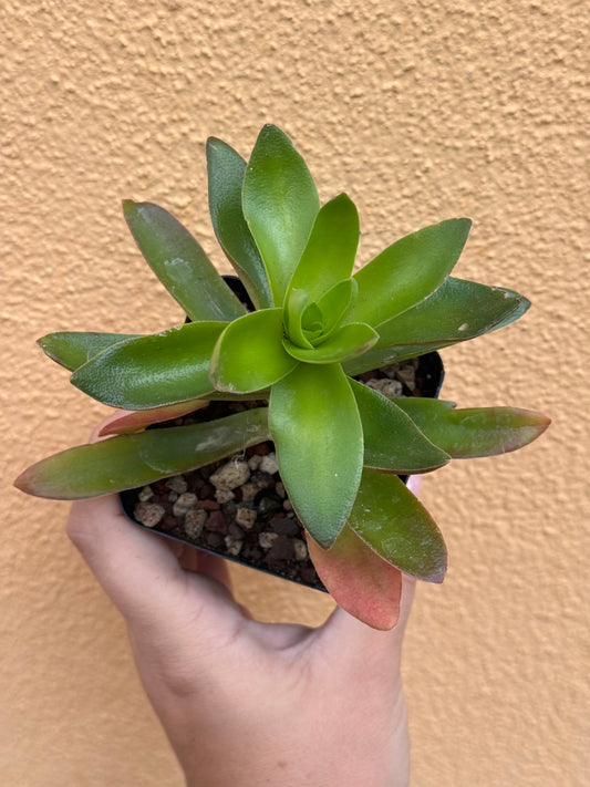 Crassula capitella Campfire