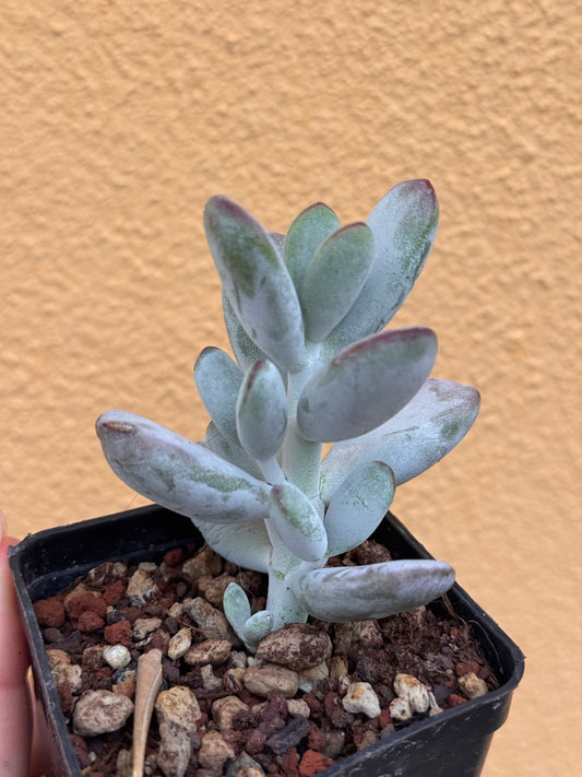 Cotyledon orbiculata