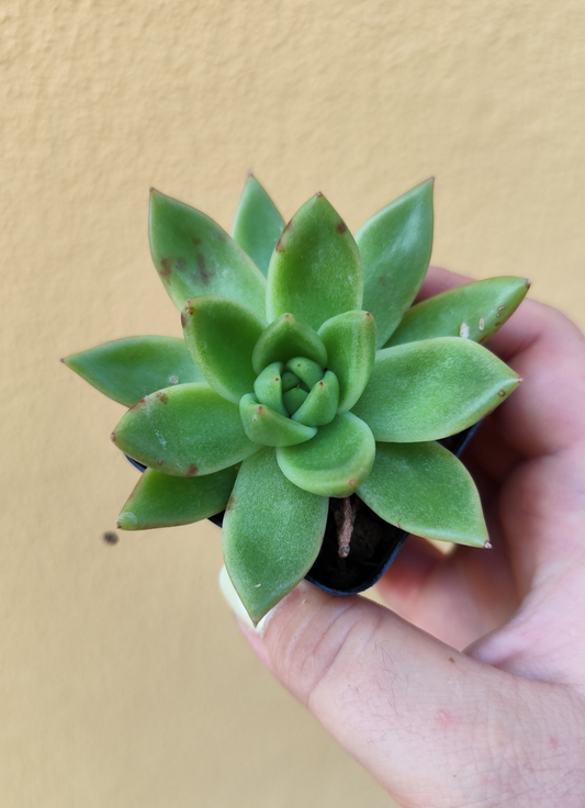 Echeveria agavoides